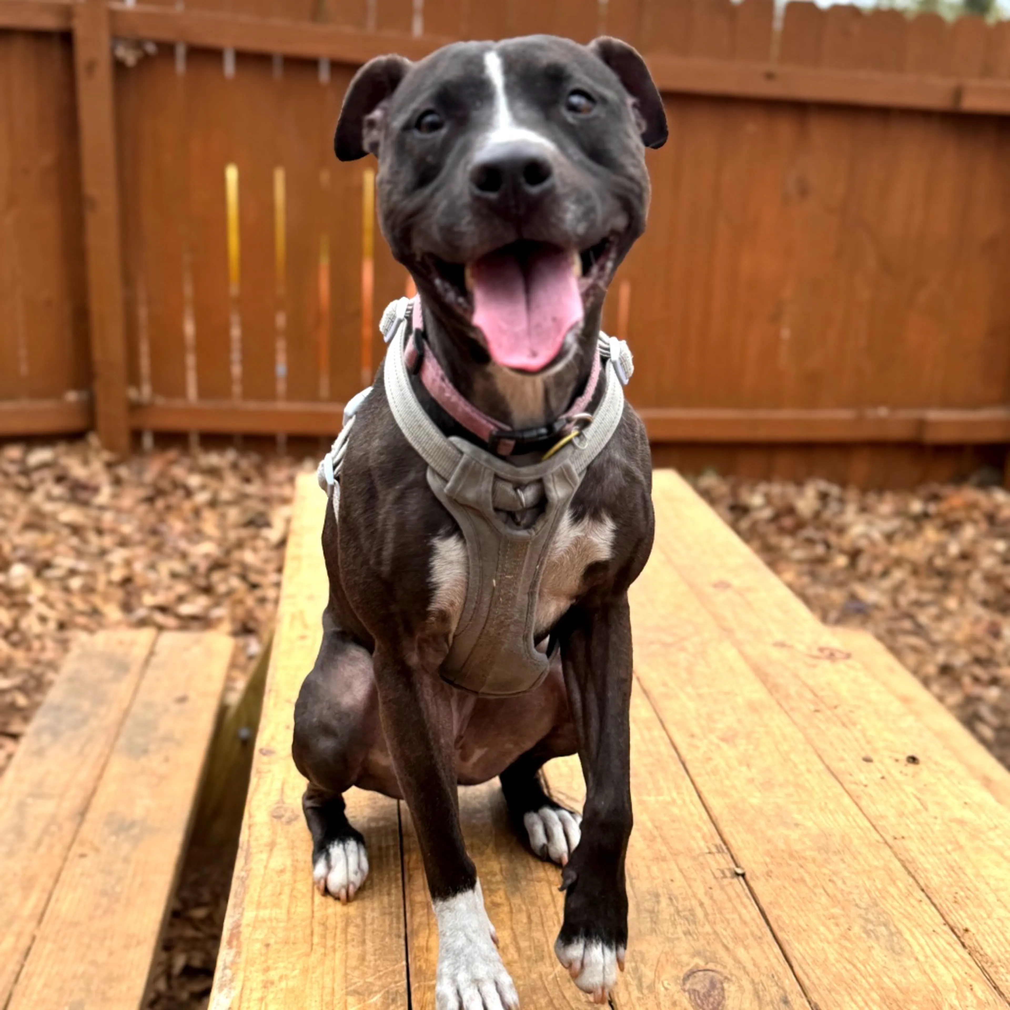 Found pet-4