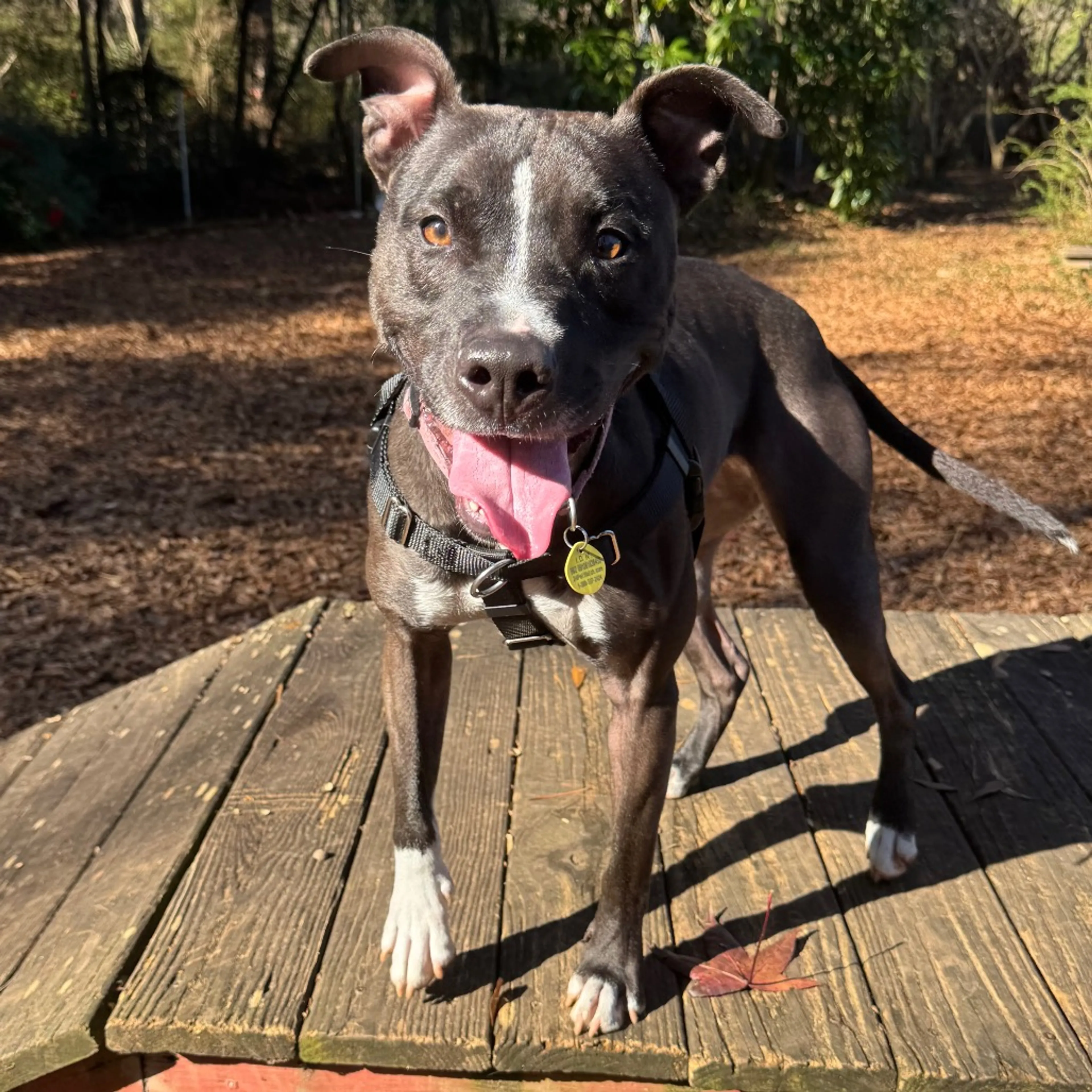 Found pet-6