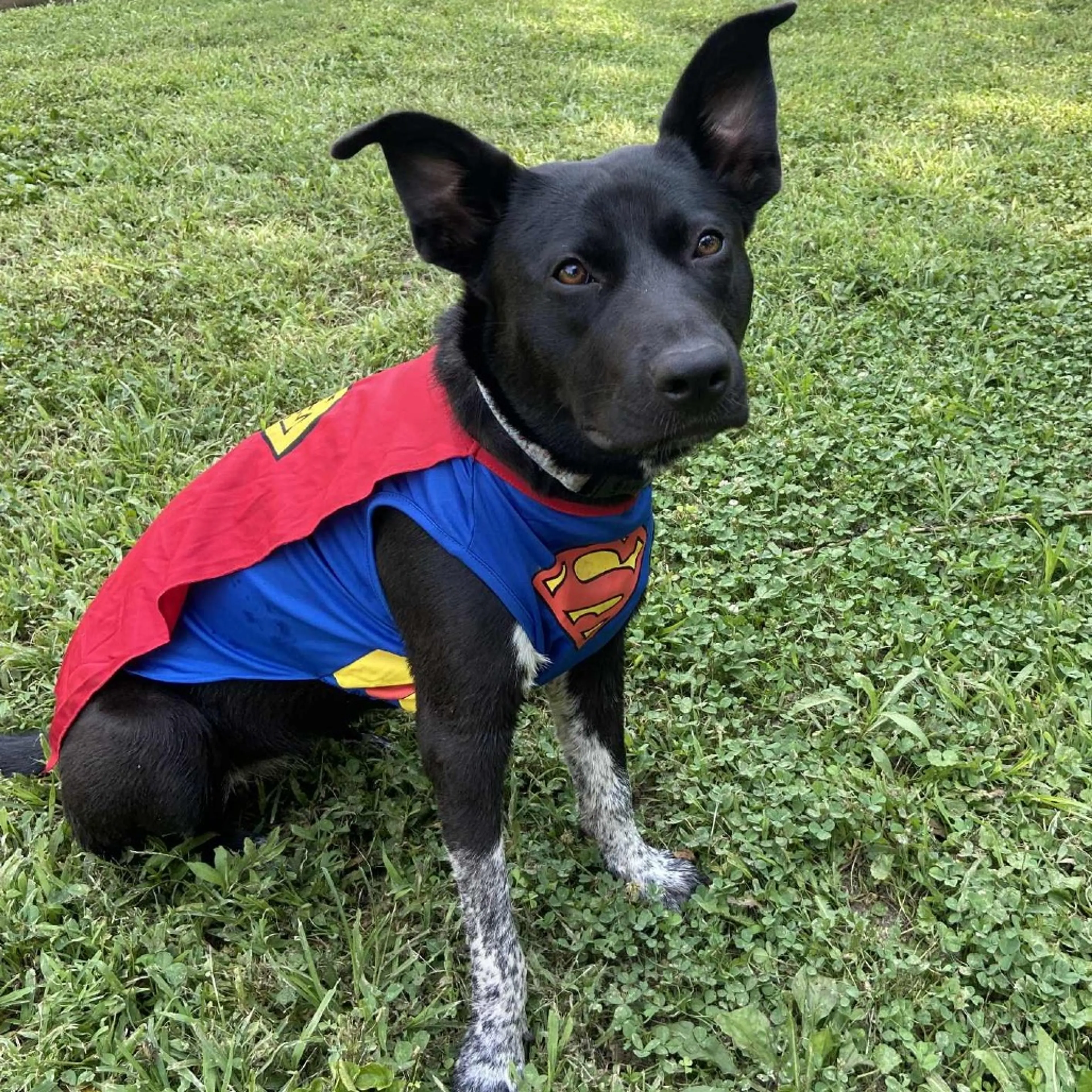 Found pet-14