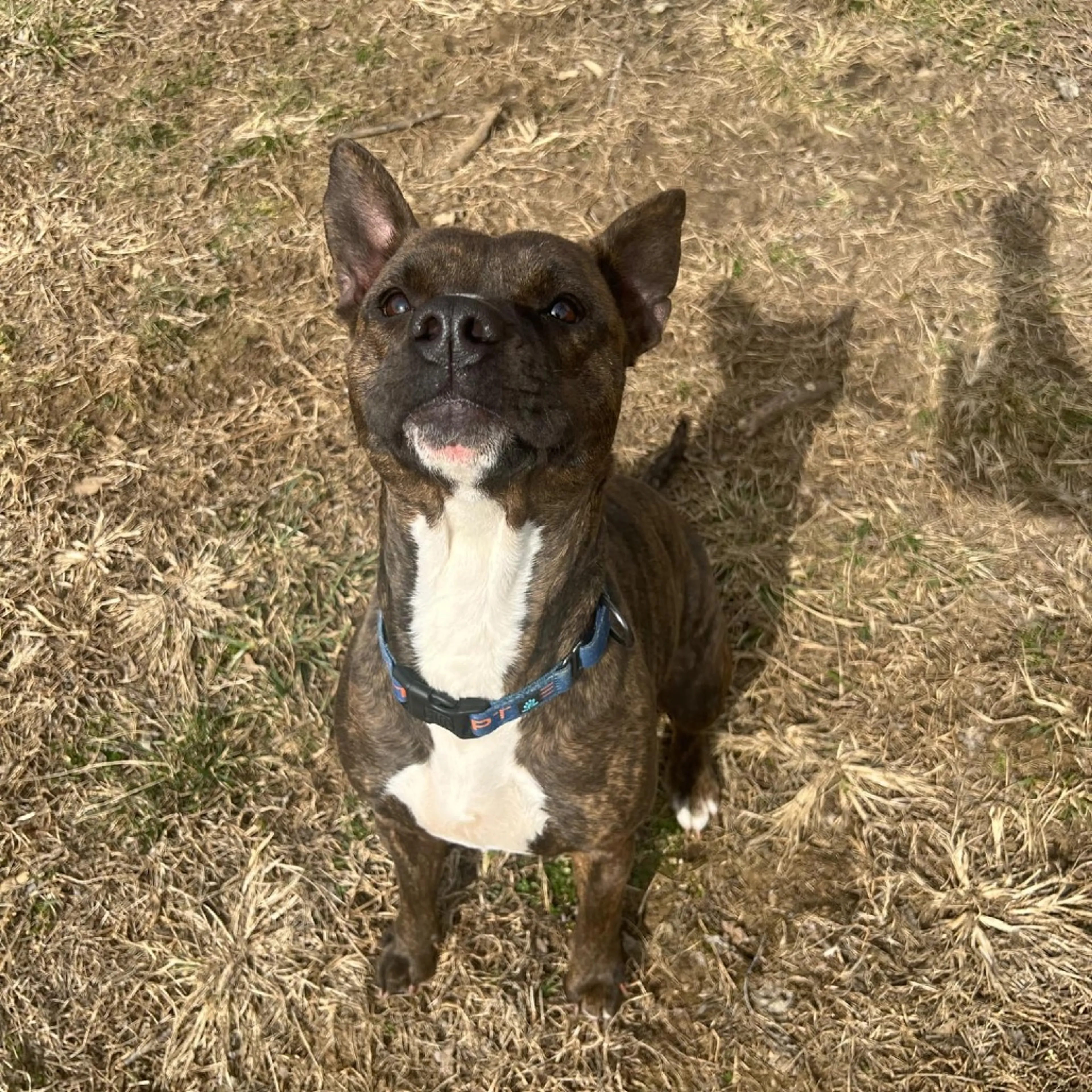 Found pet-13