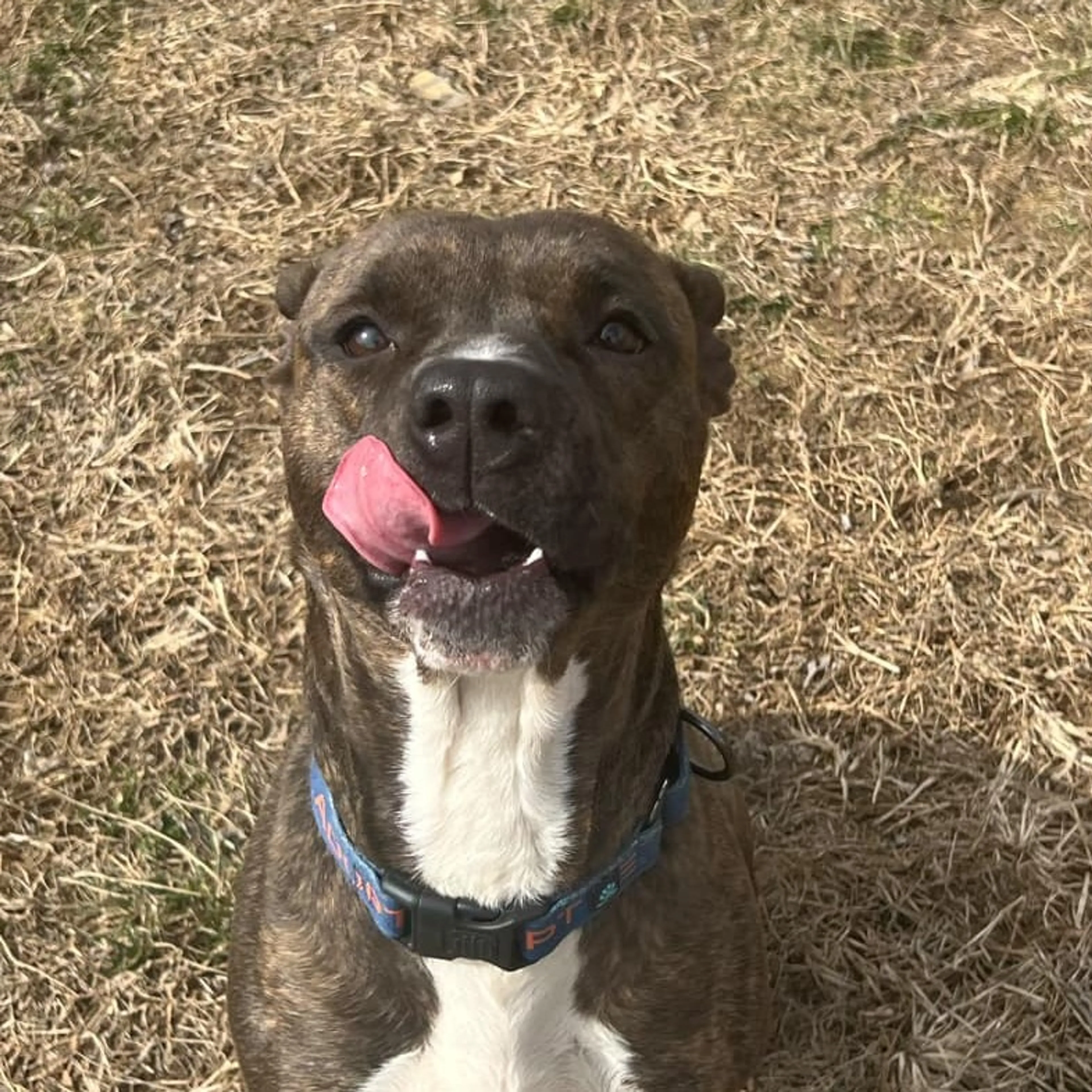 Found pet-11