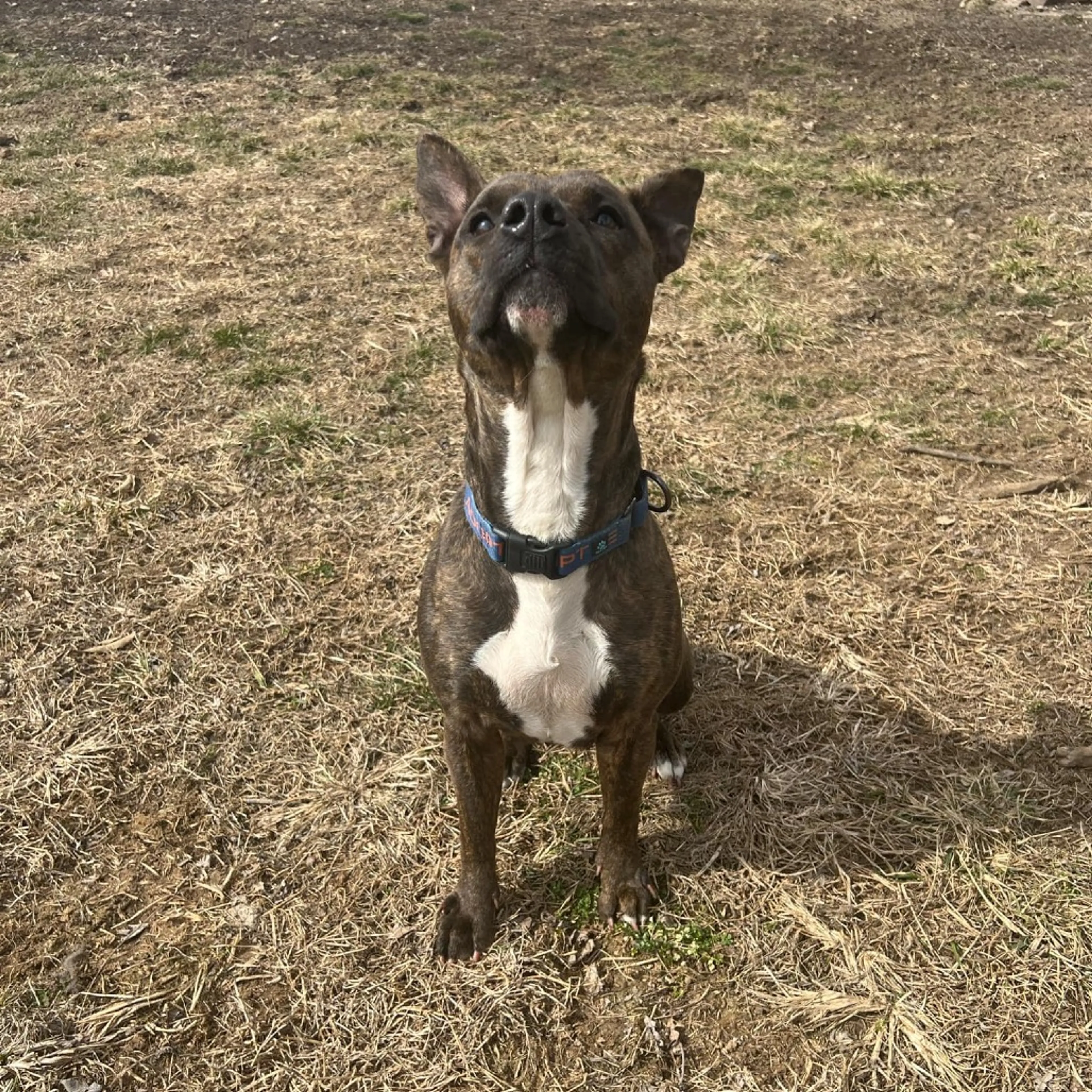 Found pet-10