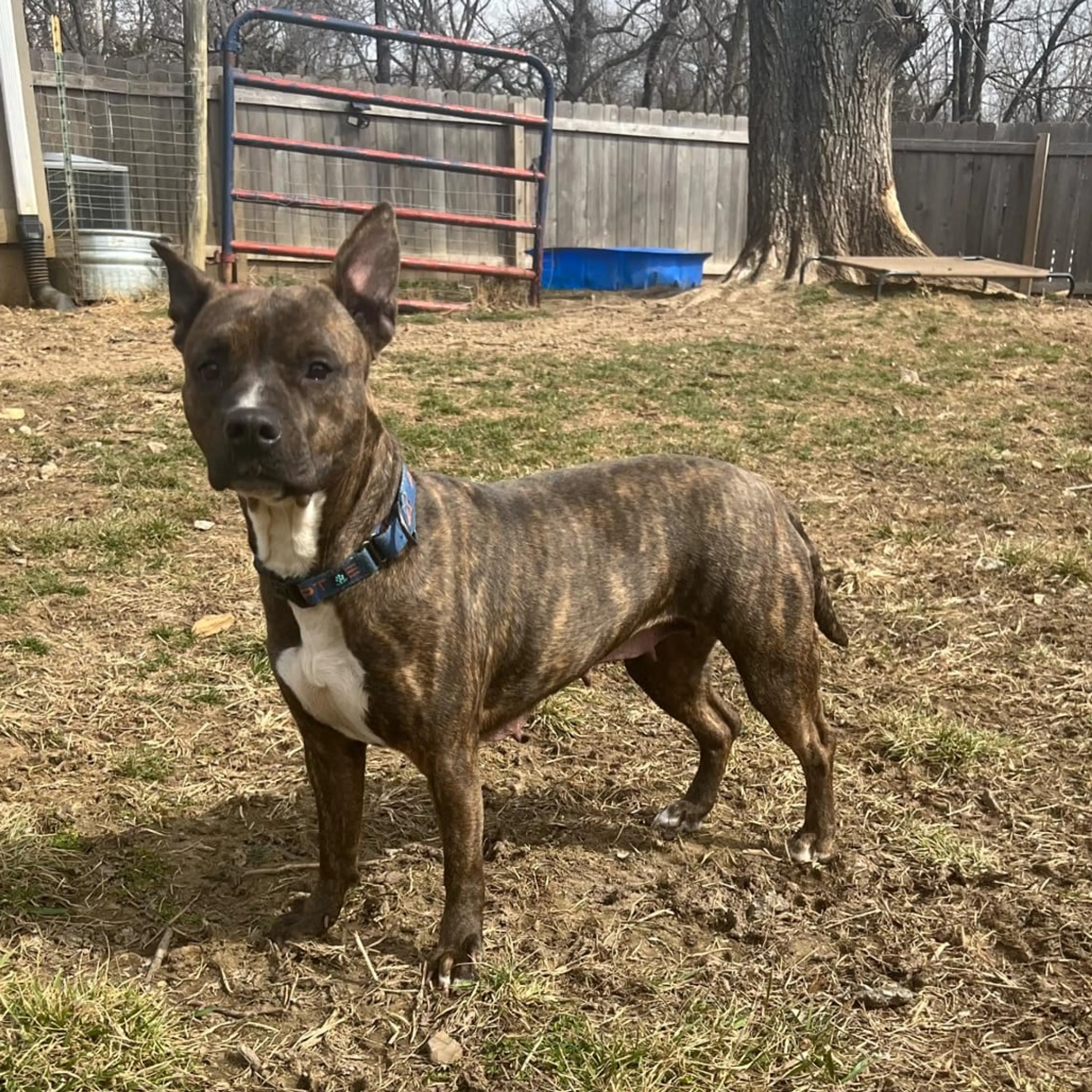 Found pet-6