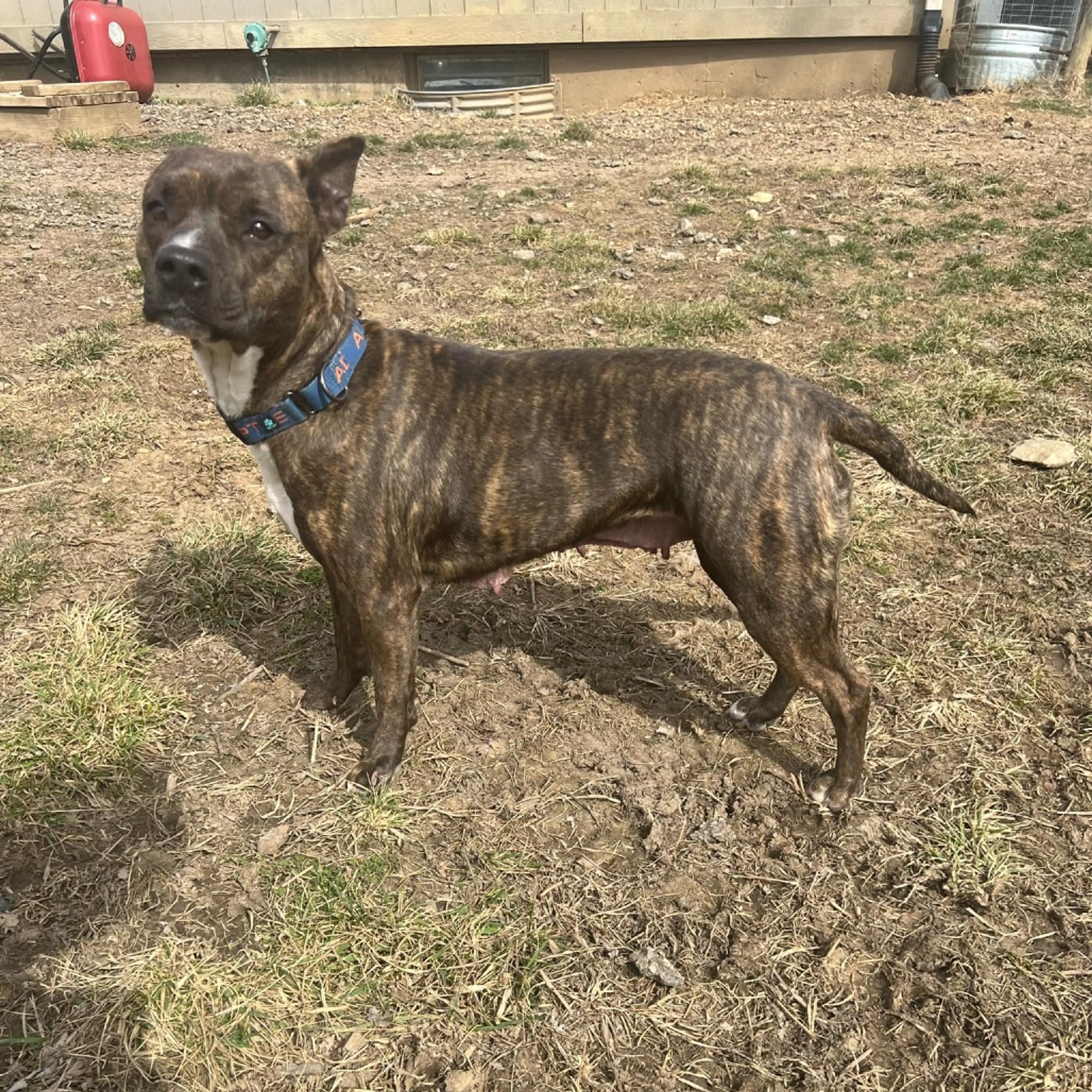 Found pet-8