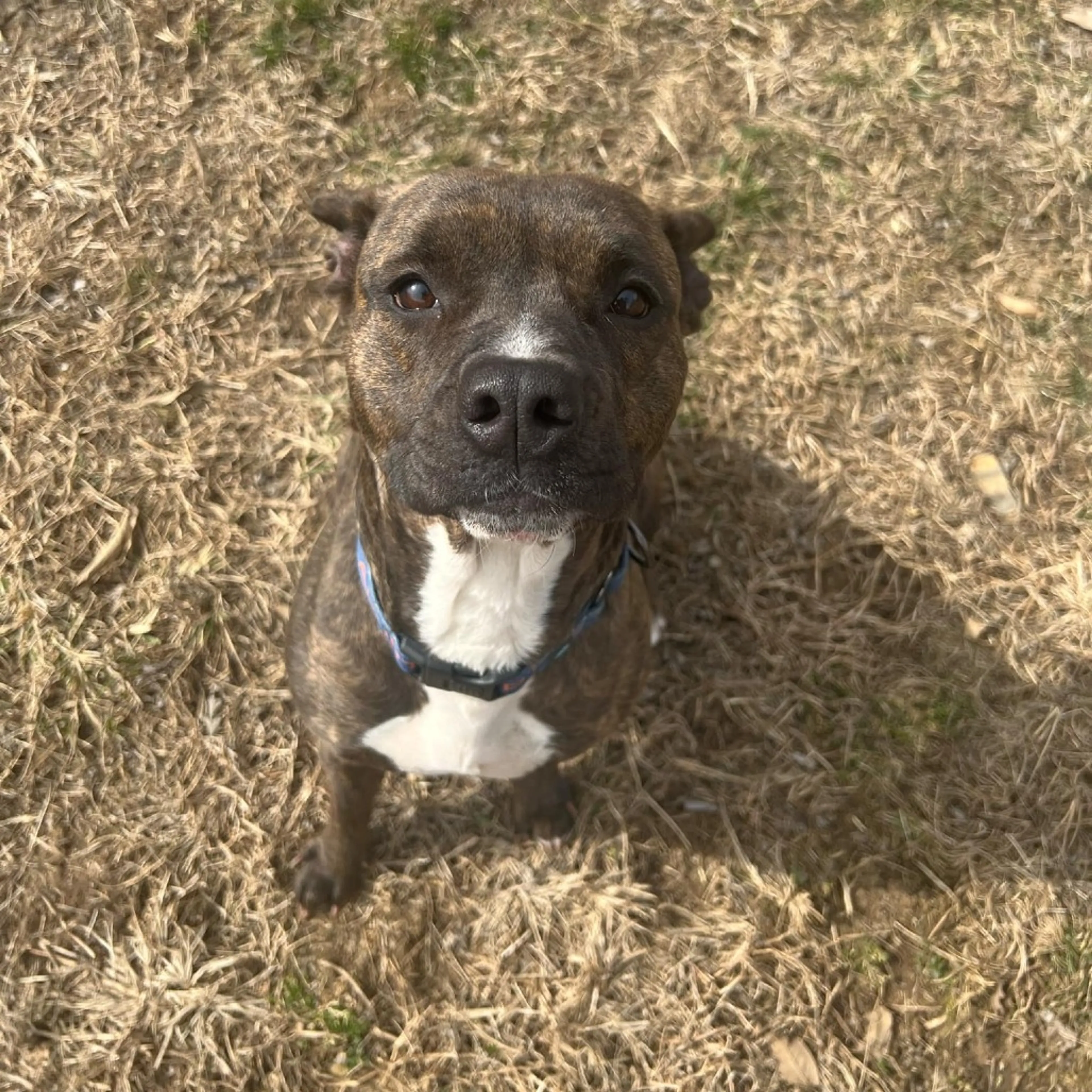 Found pet-9