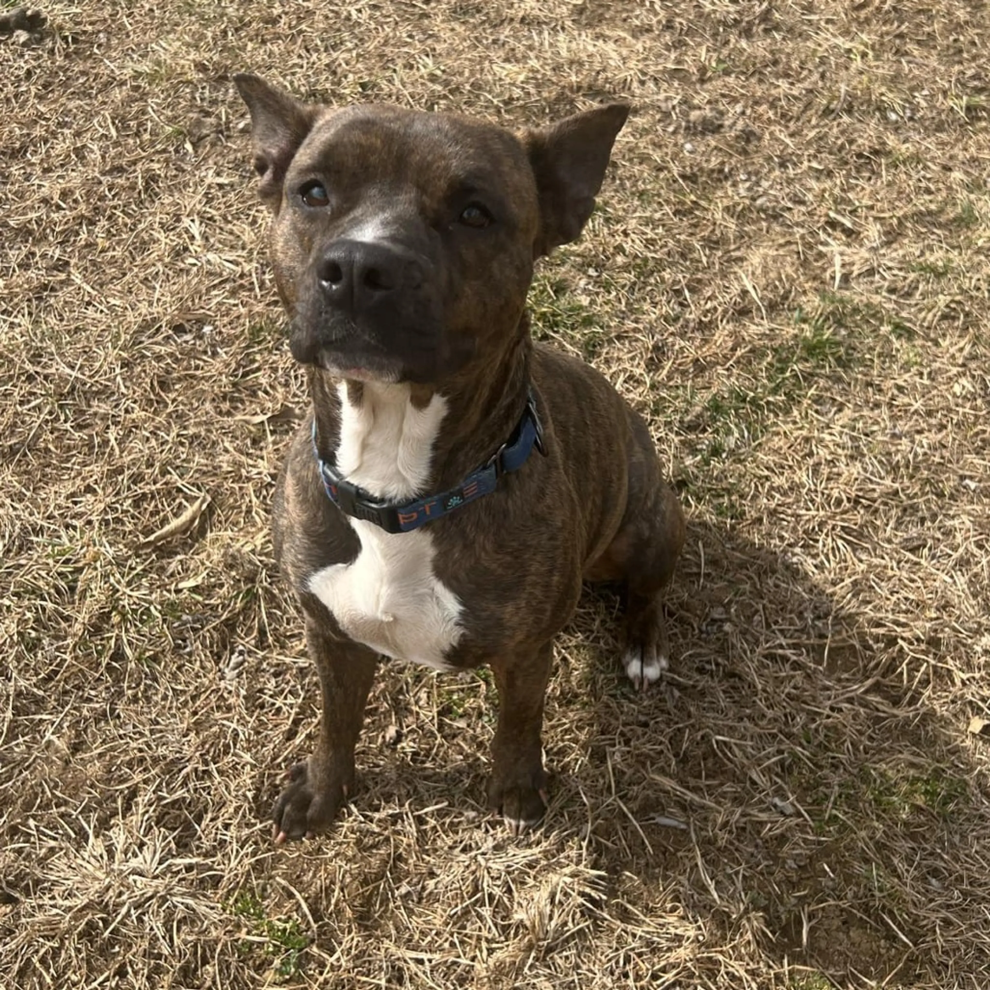 Found pet-7