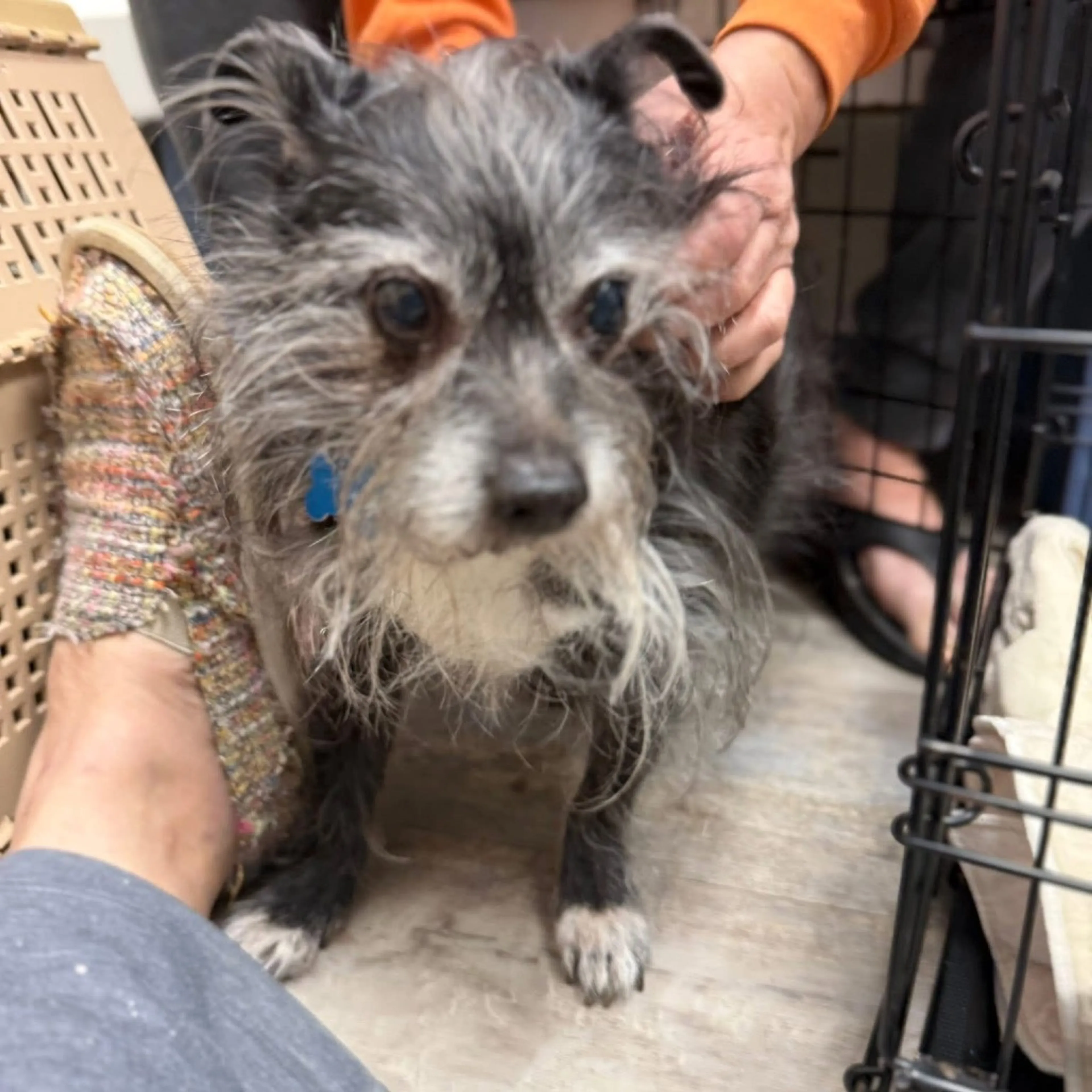 Found pet-29