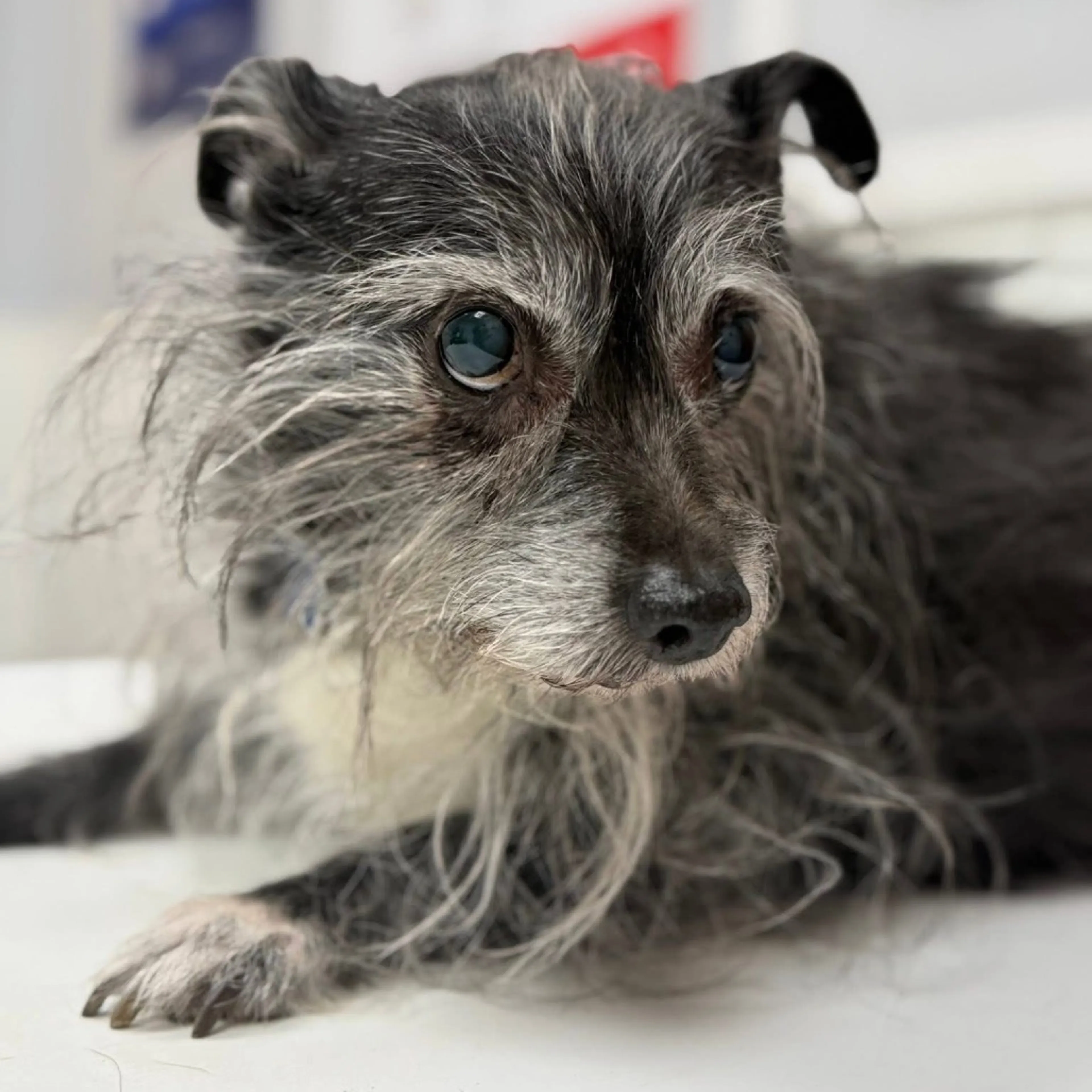 Found pet-26