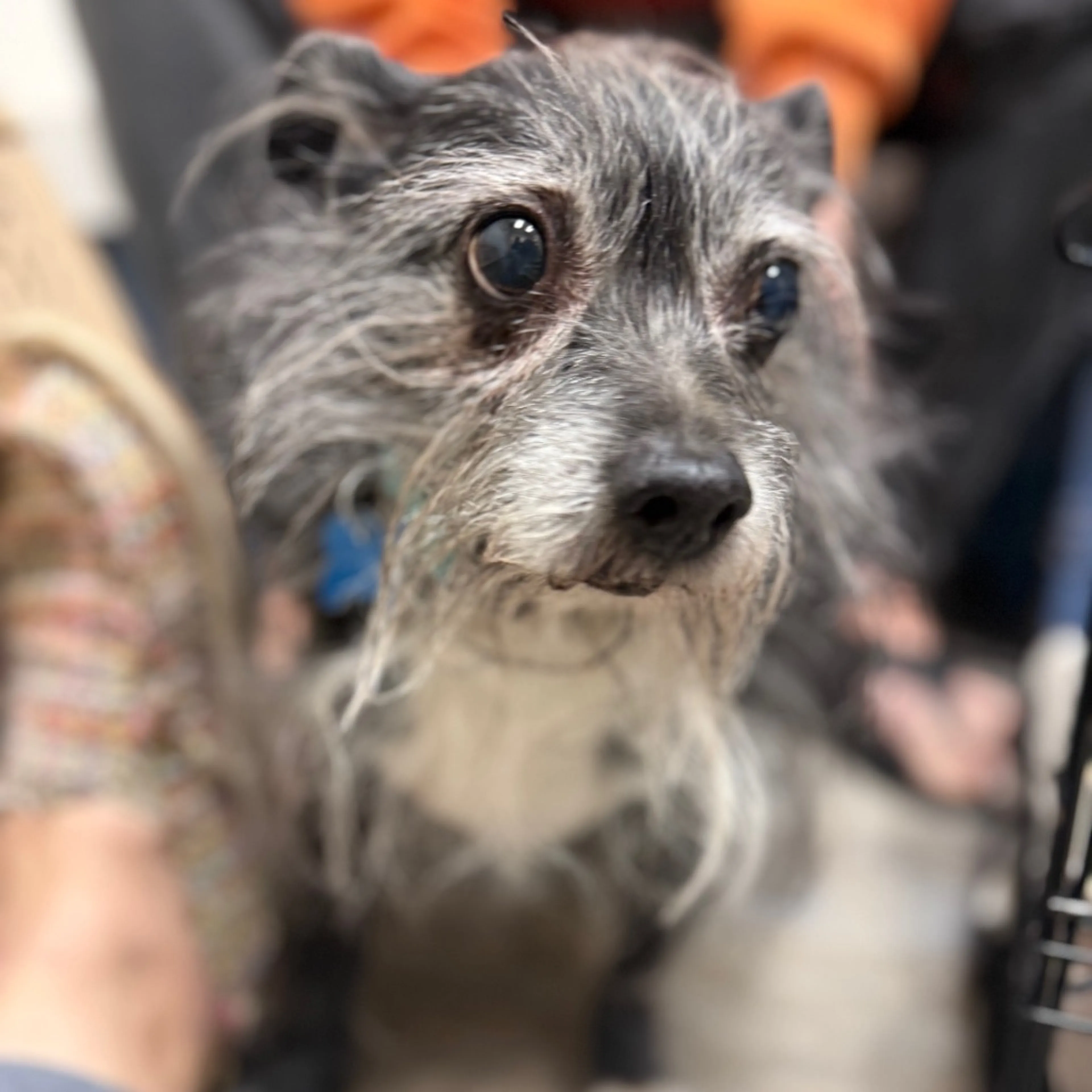 Found pet-18