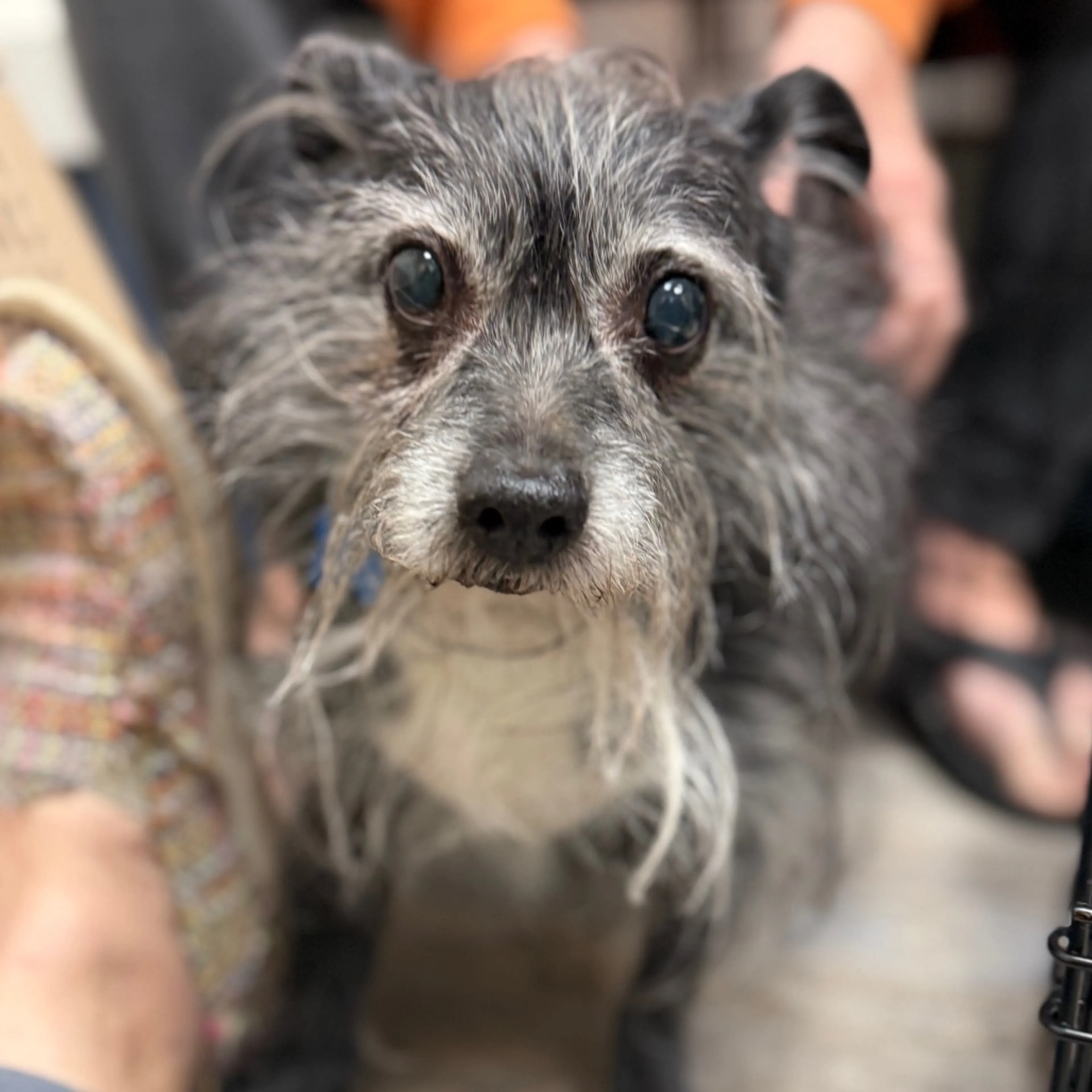 Found pet-17