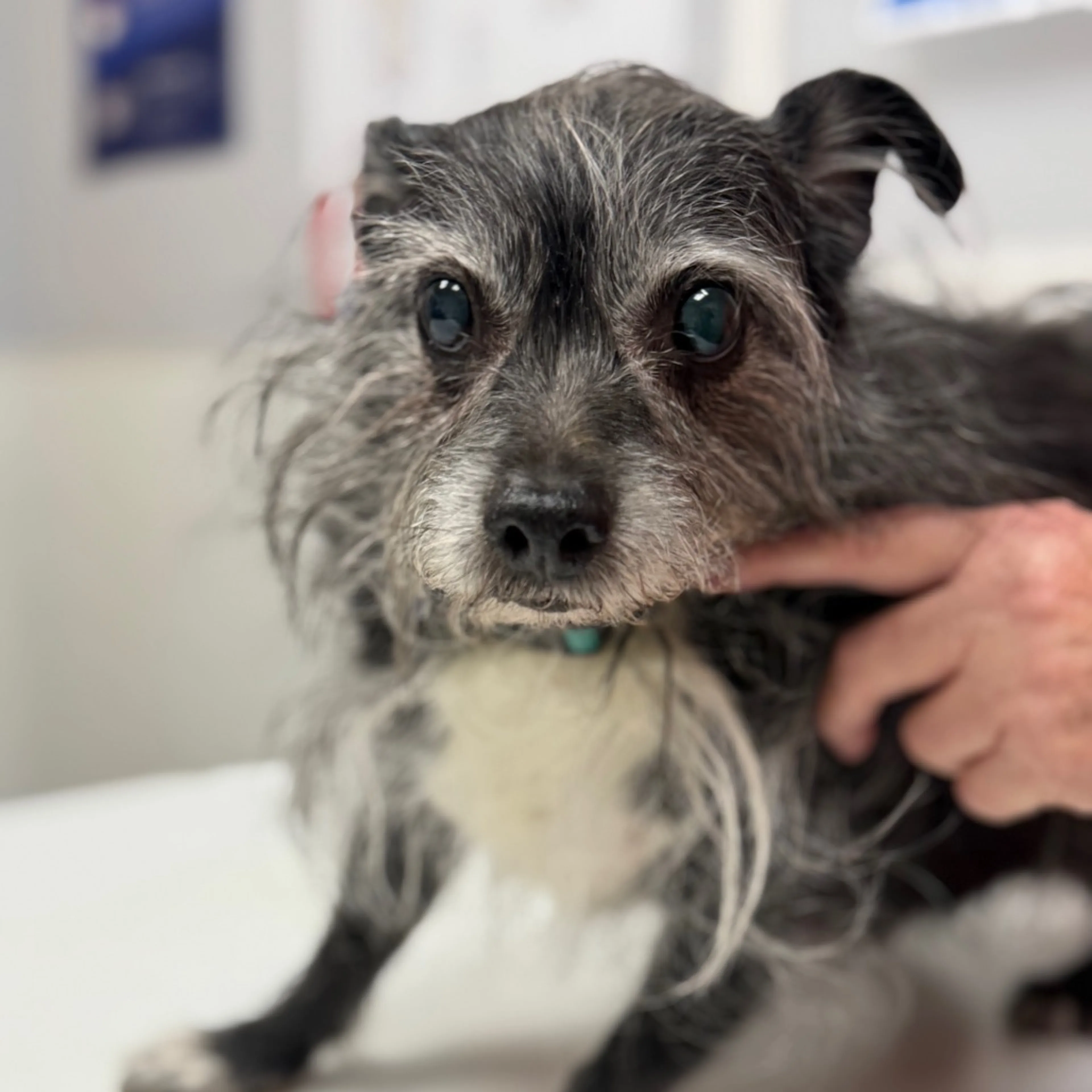 Found pet-19