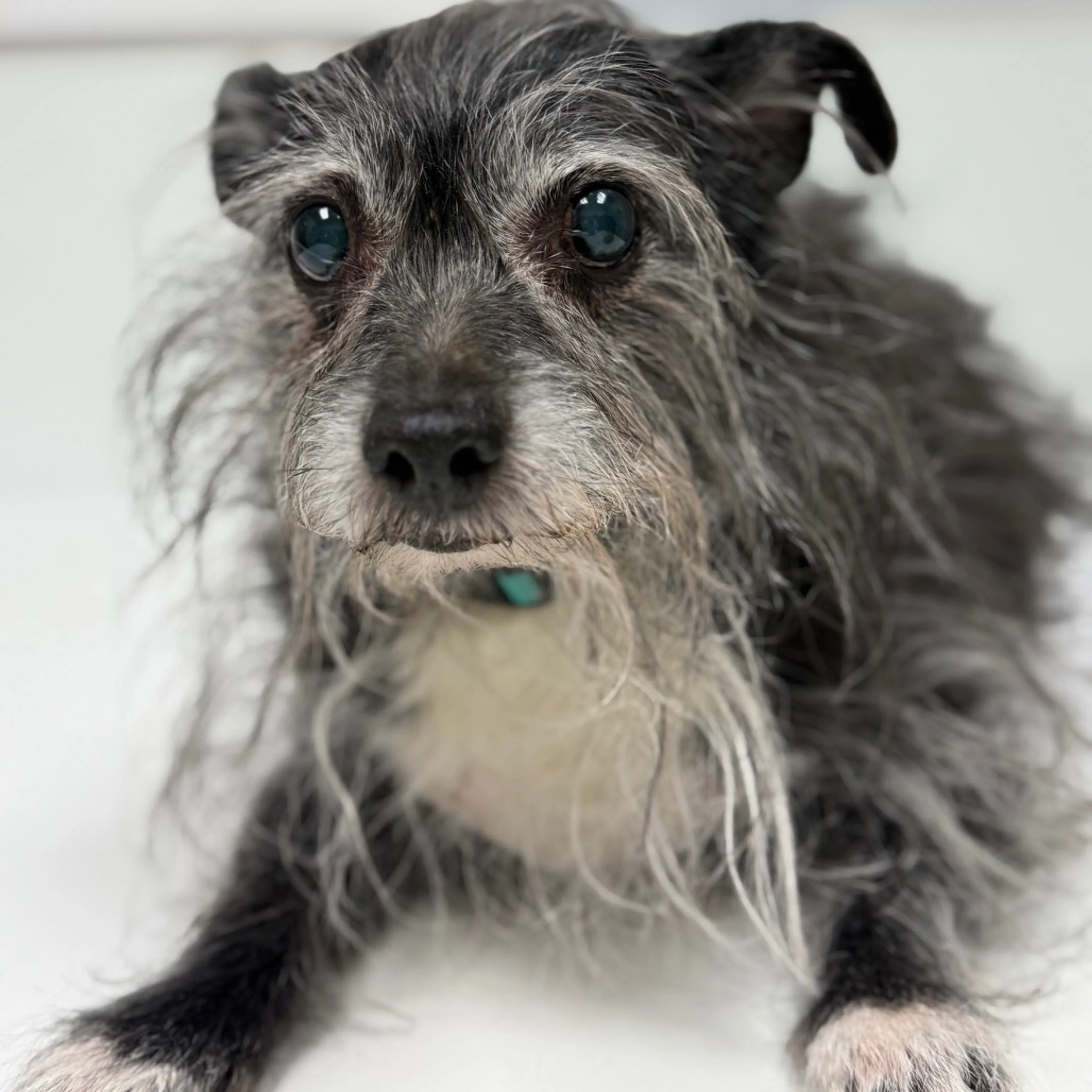 Found pet-25