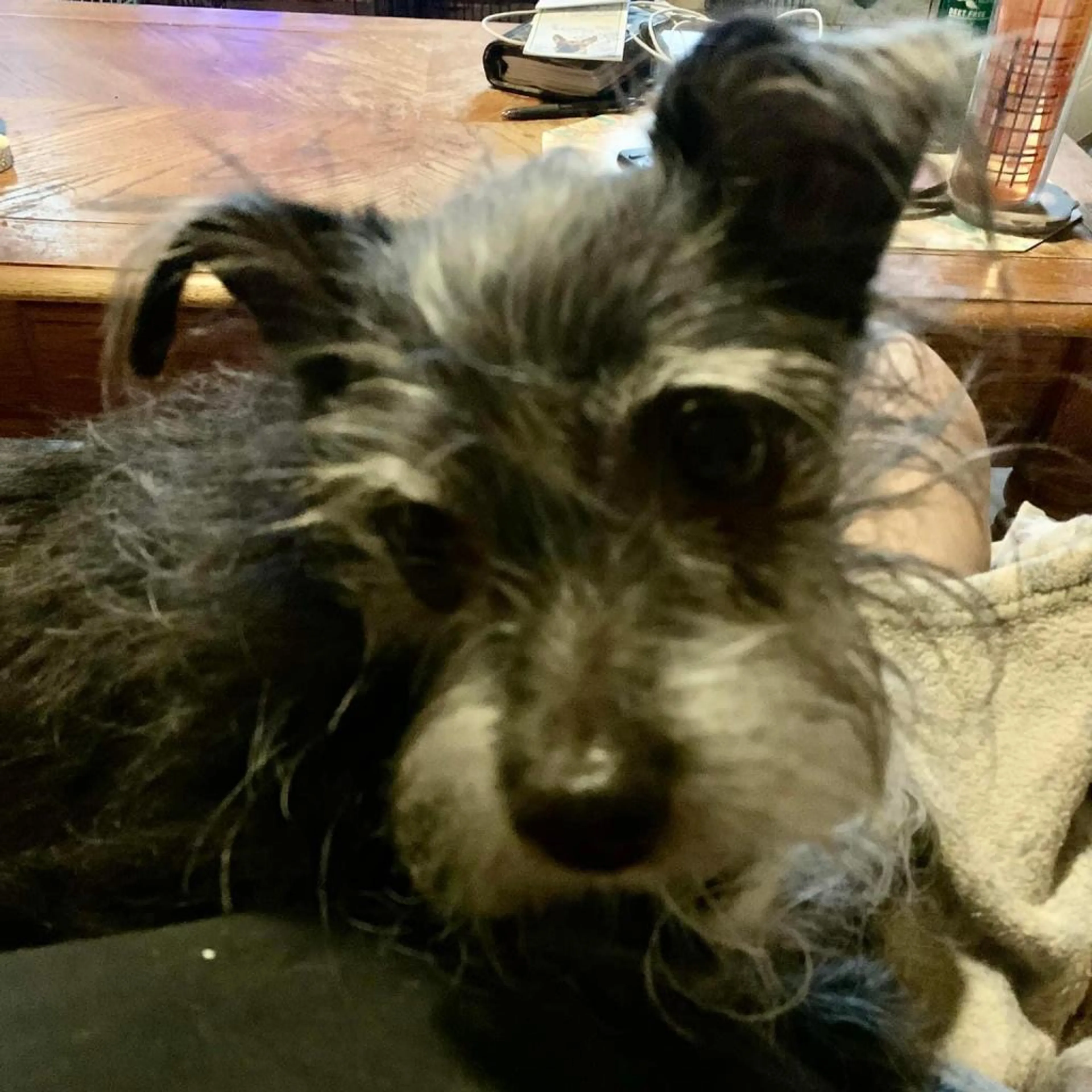 Found pet-6