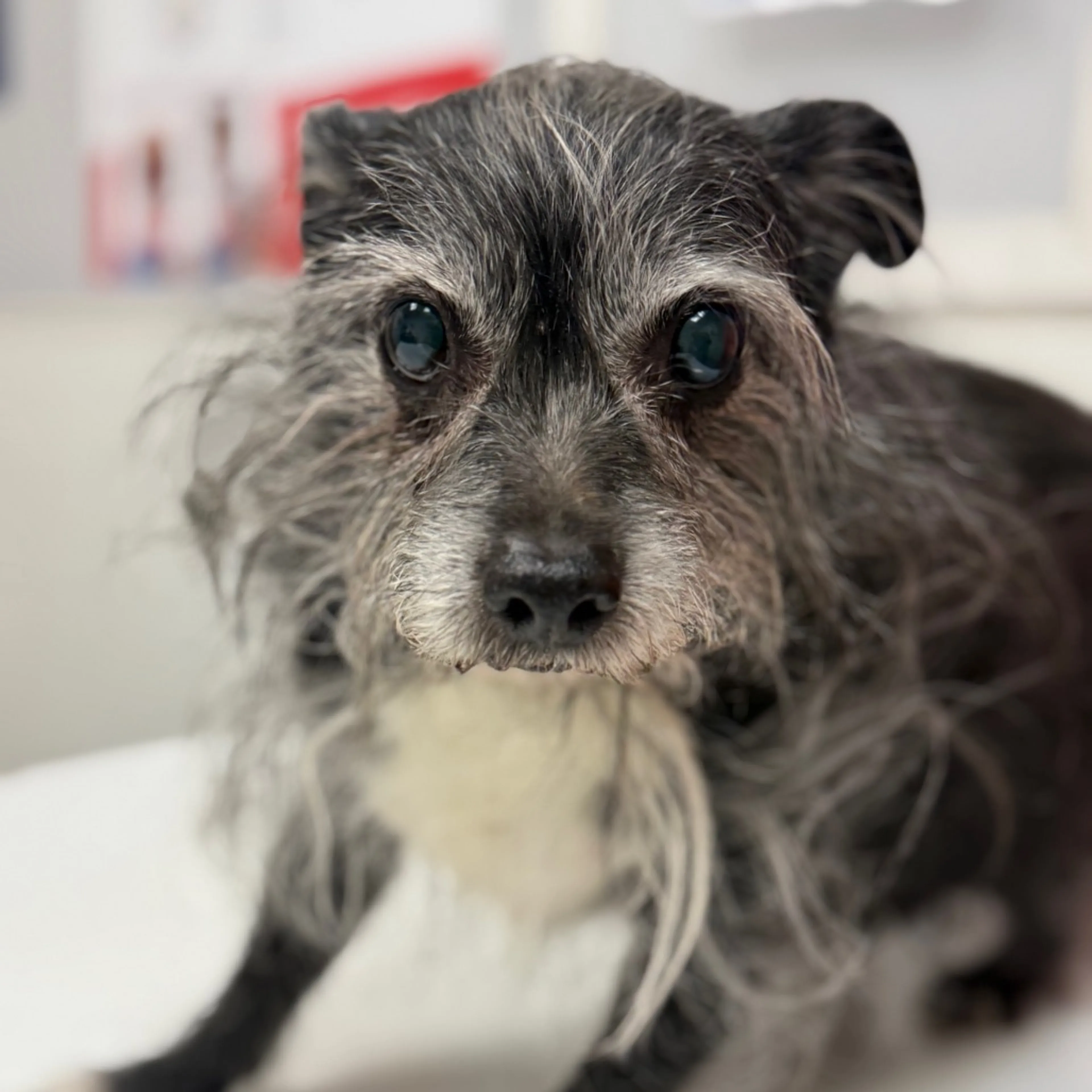 Found pet-20