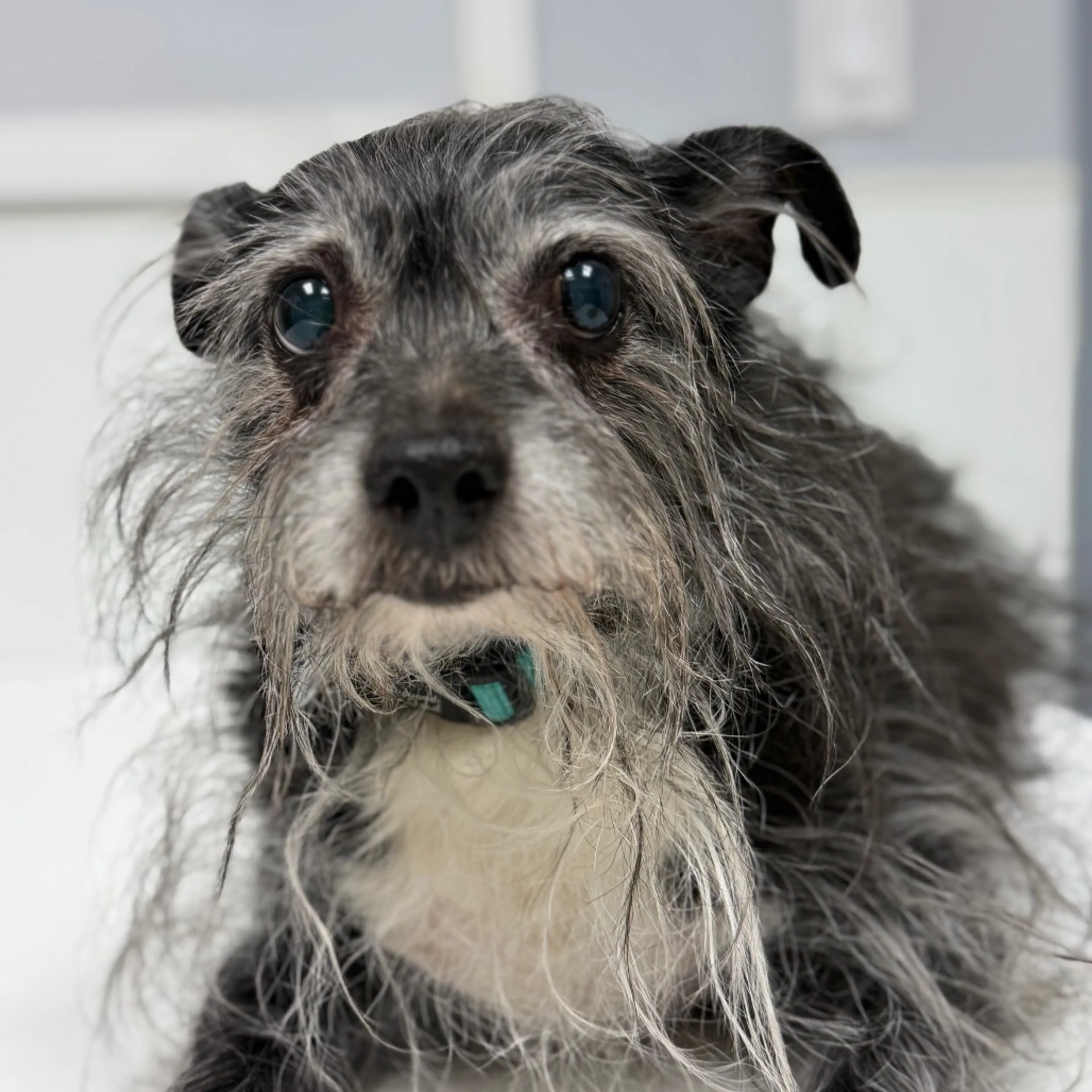 Found pet-24