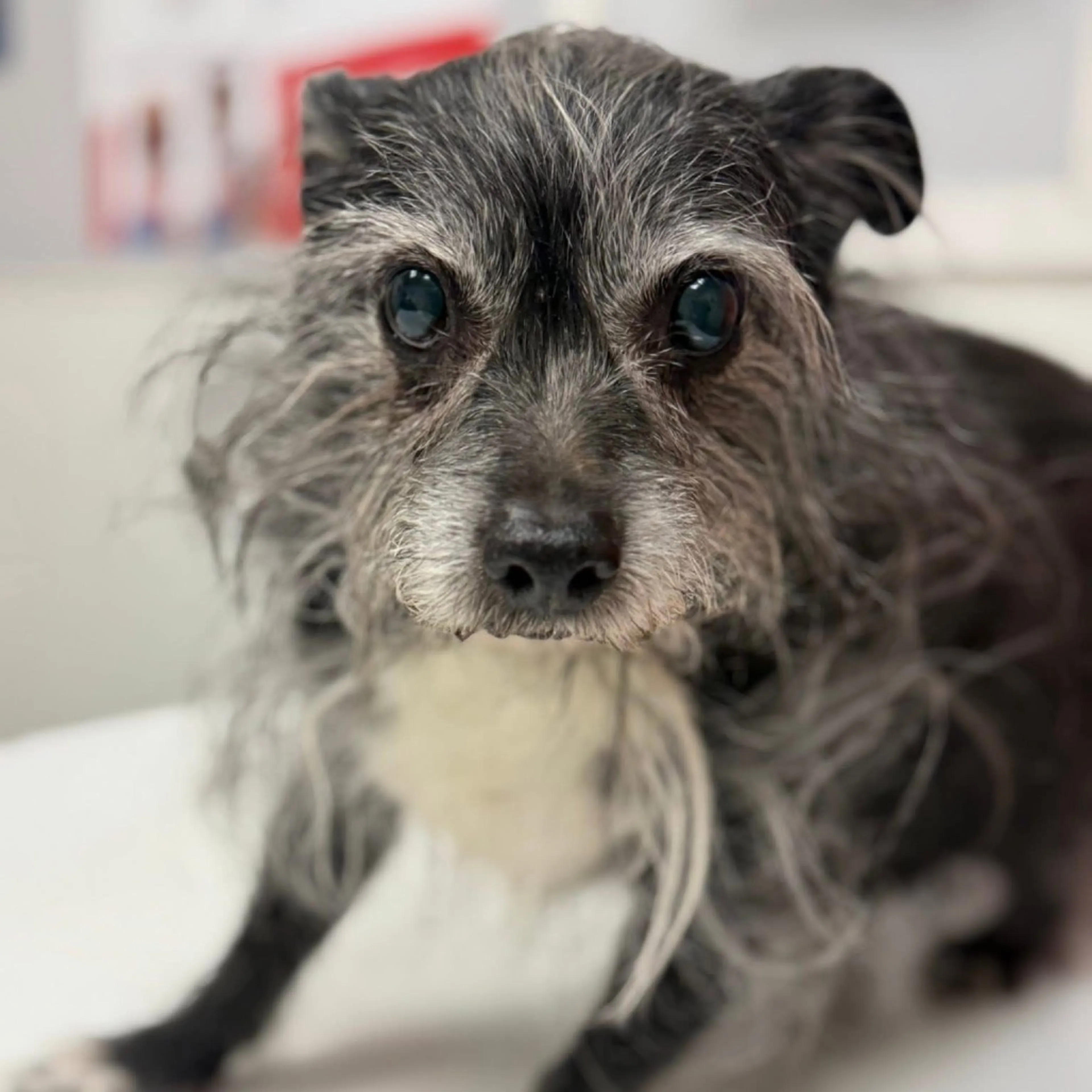 Found pet-28