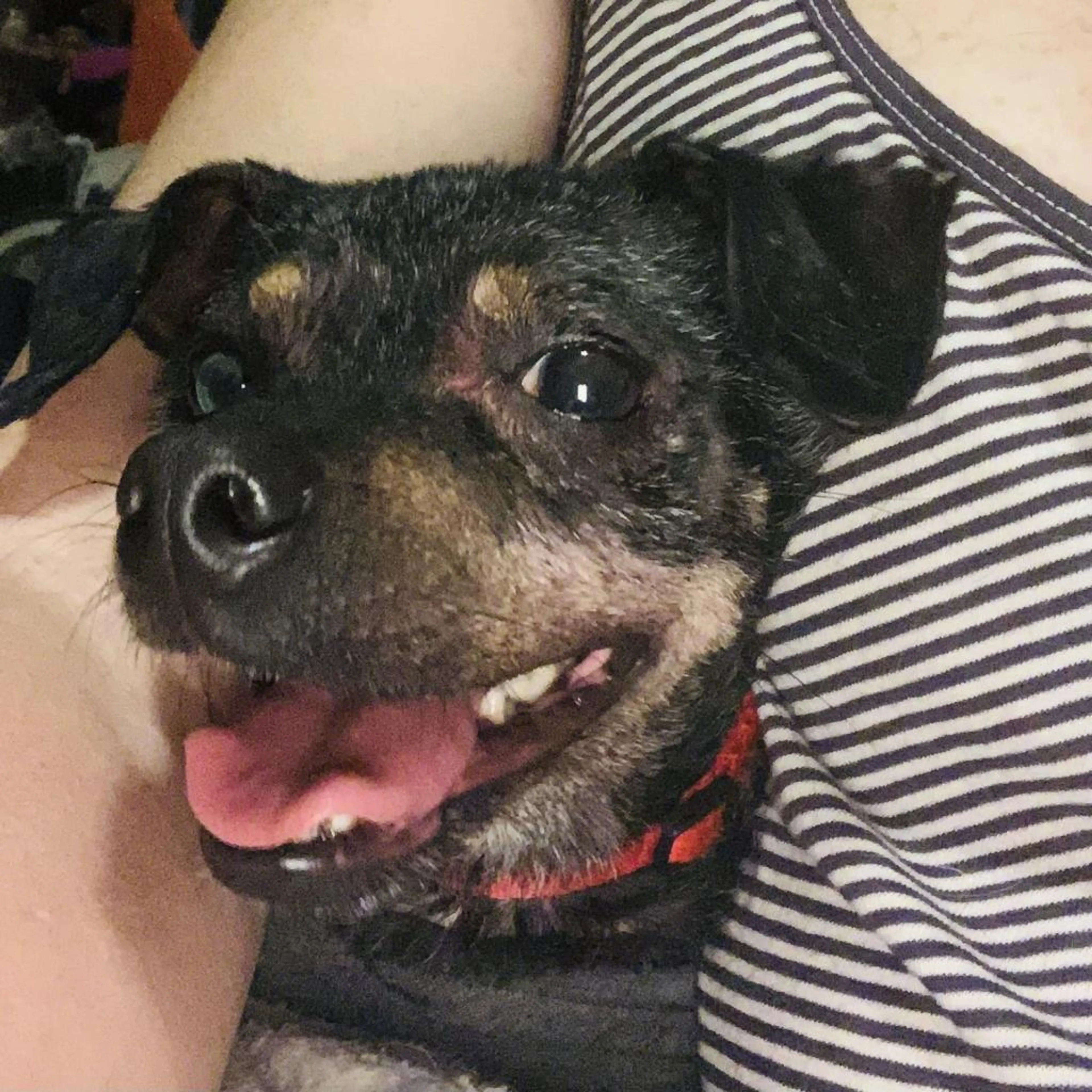 Found pet-1