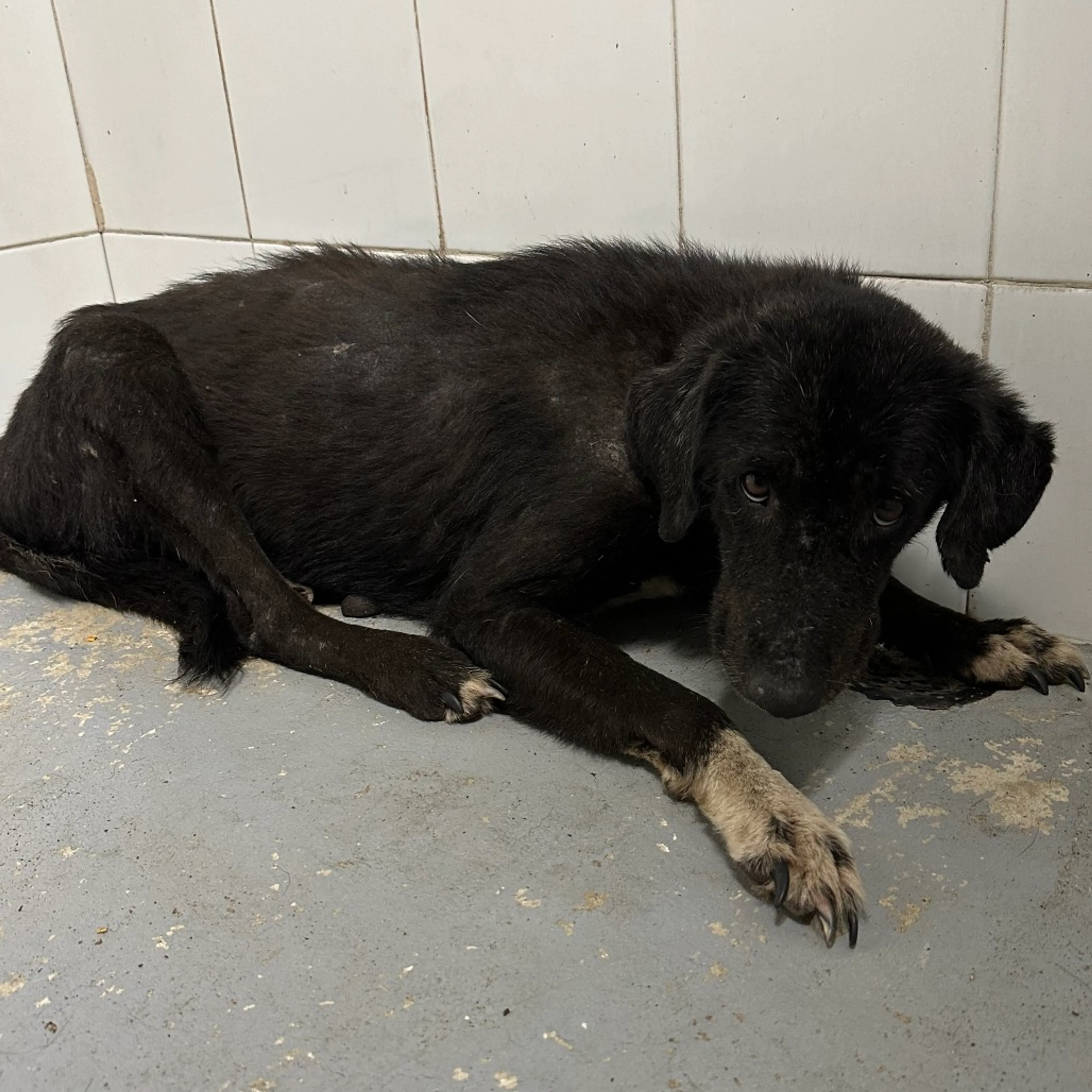 Found pet
