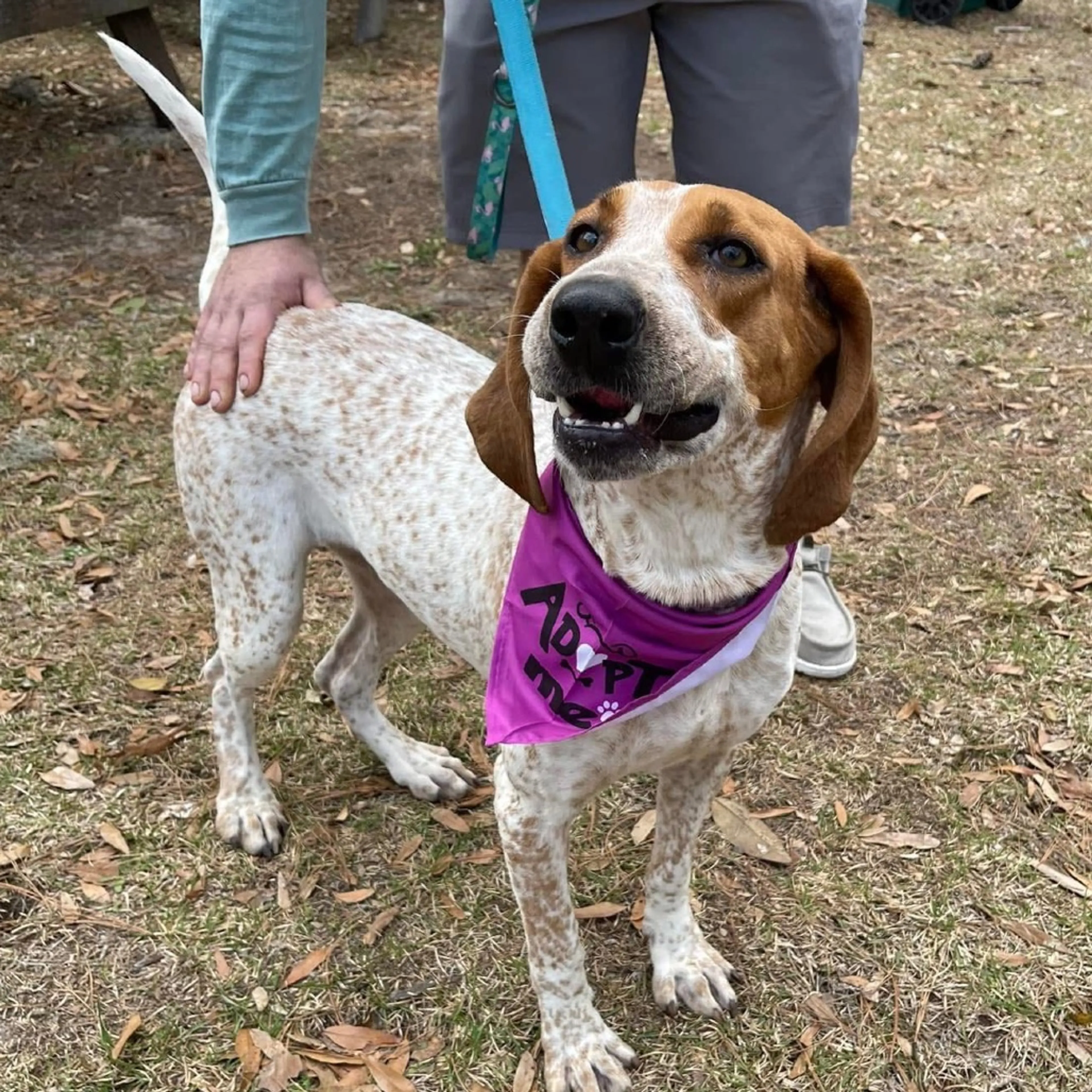 Found pet-7