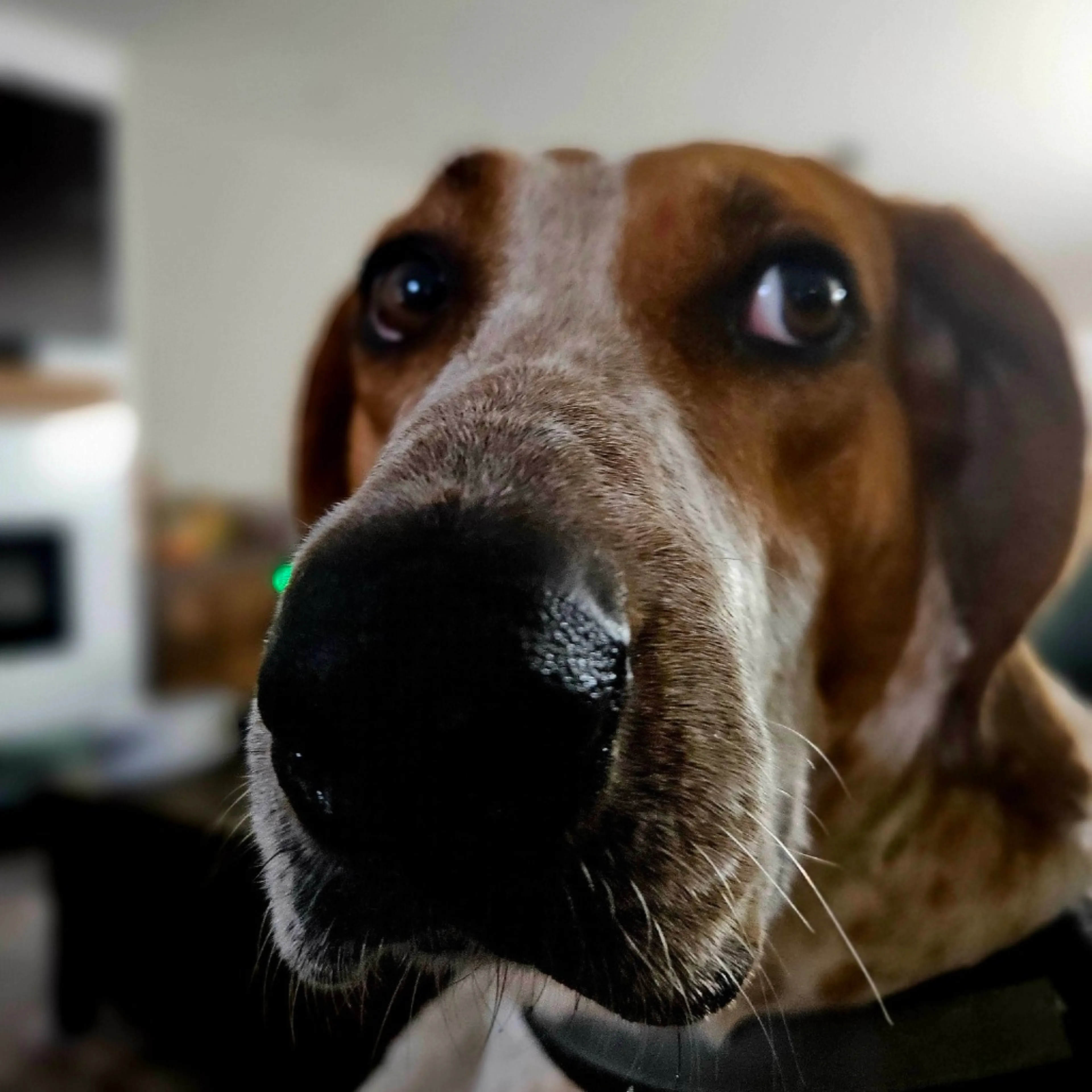 Found pet-27