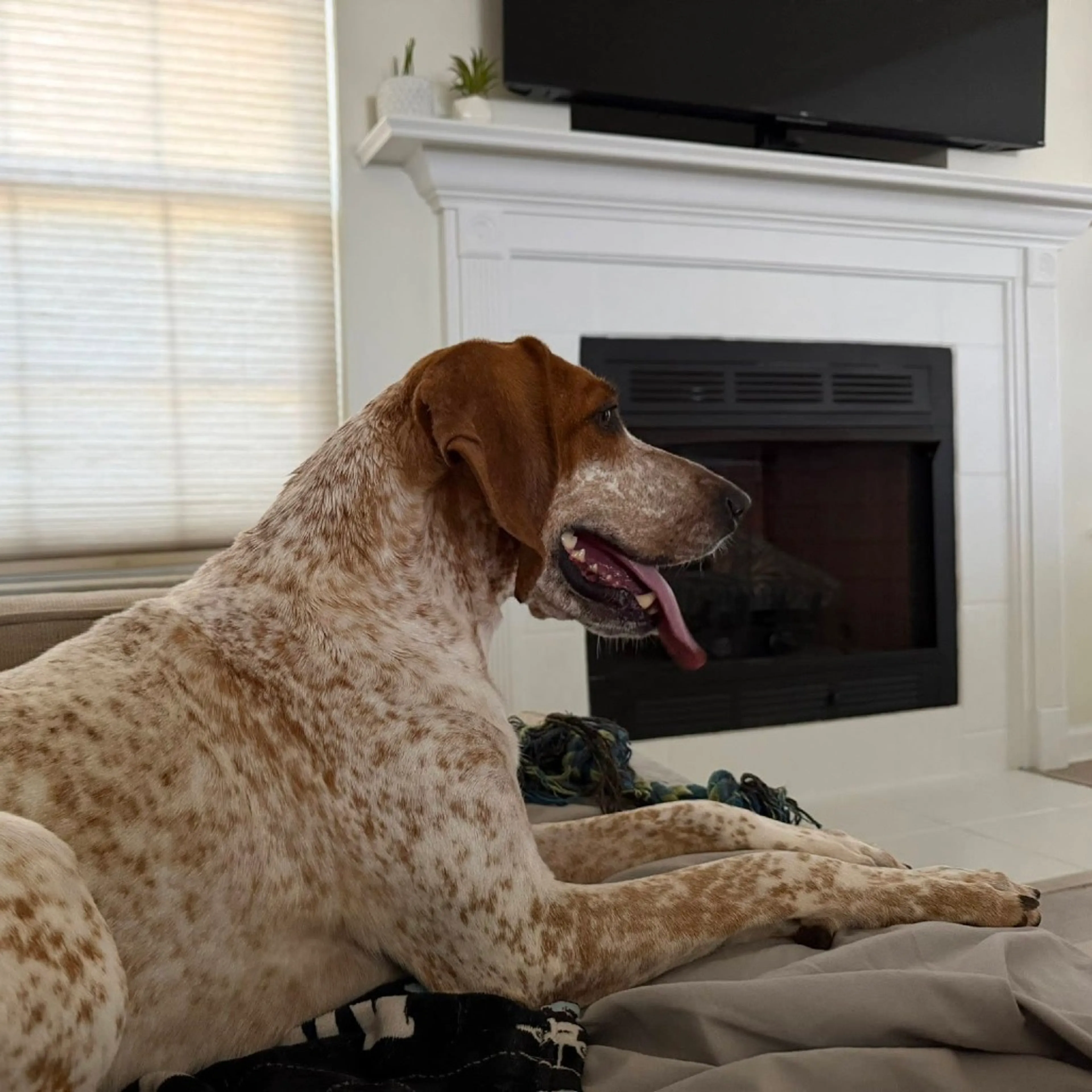 Found pet-21