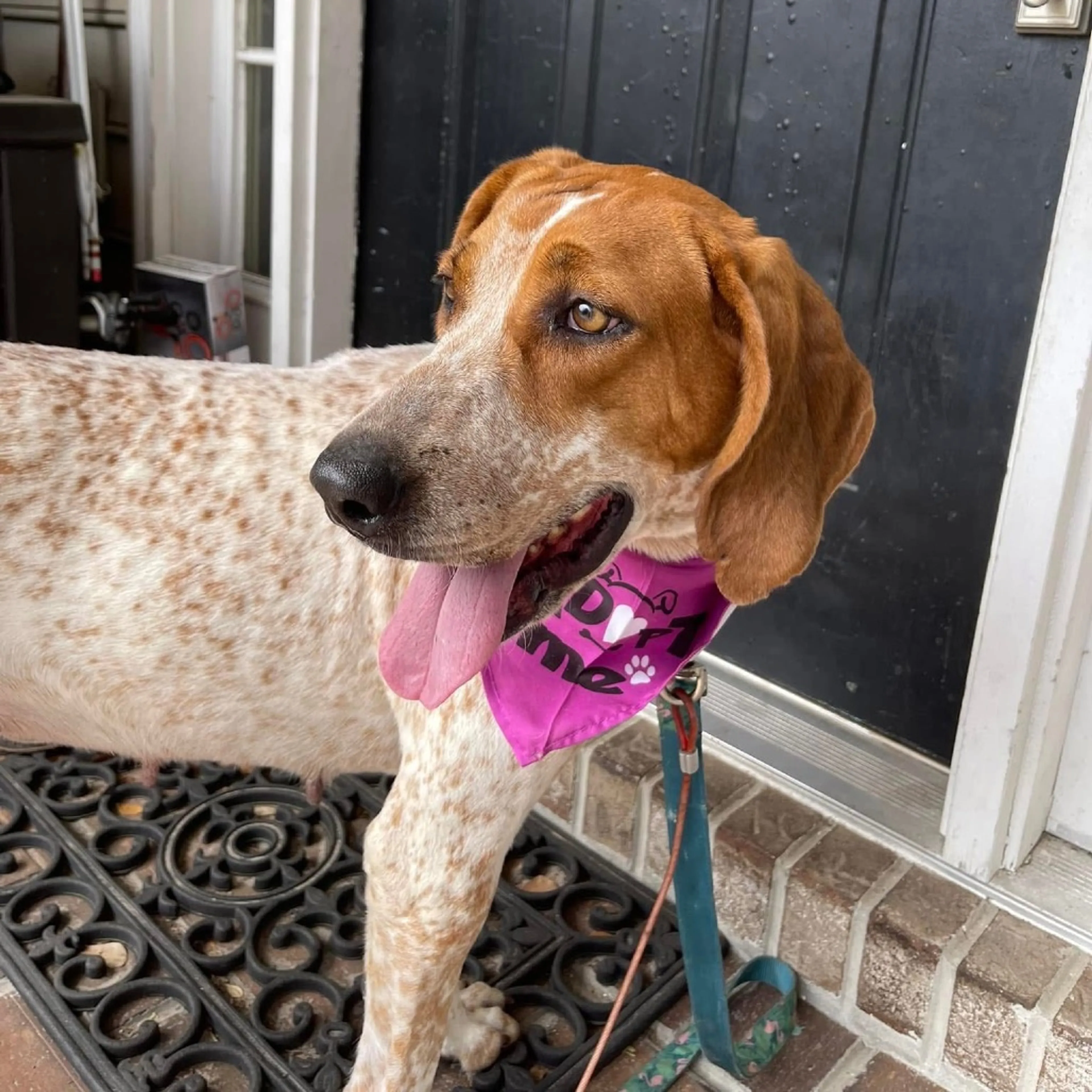Found pet-3