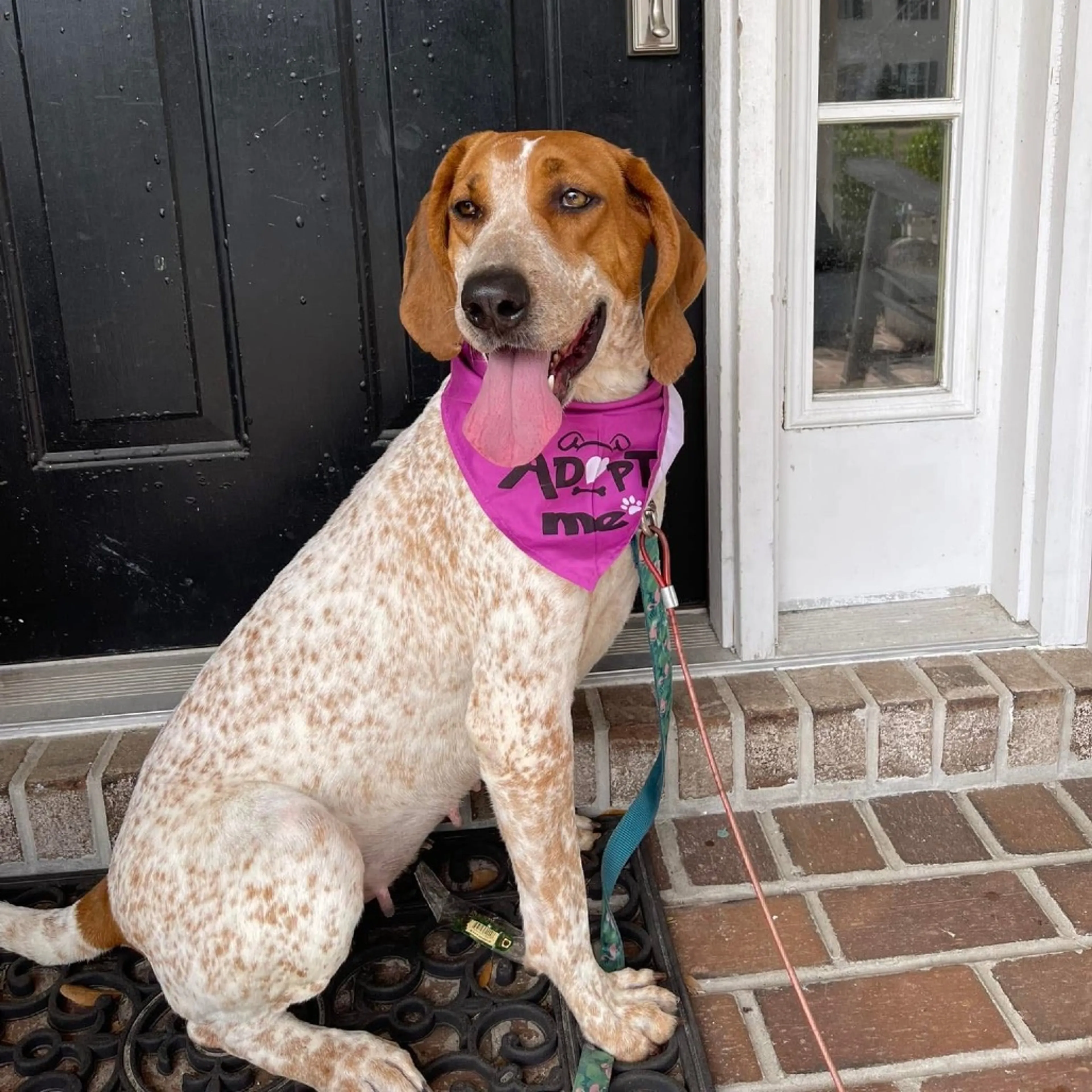 Found pet-4