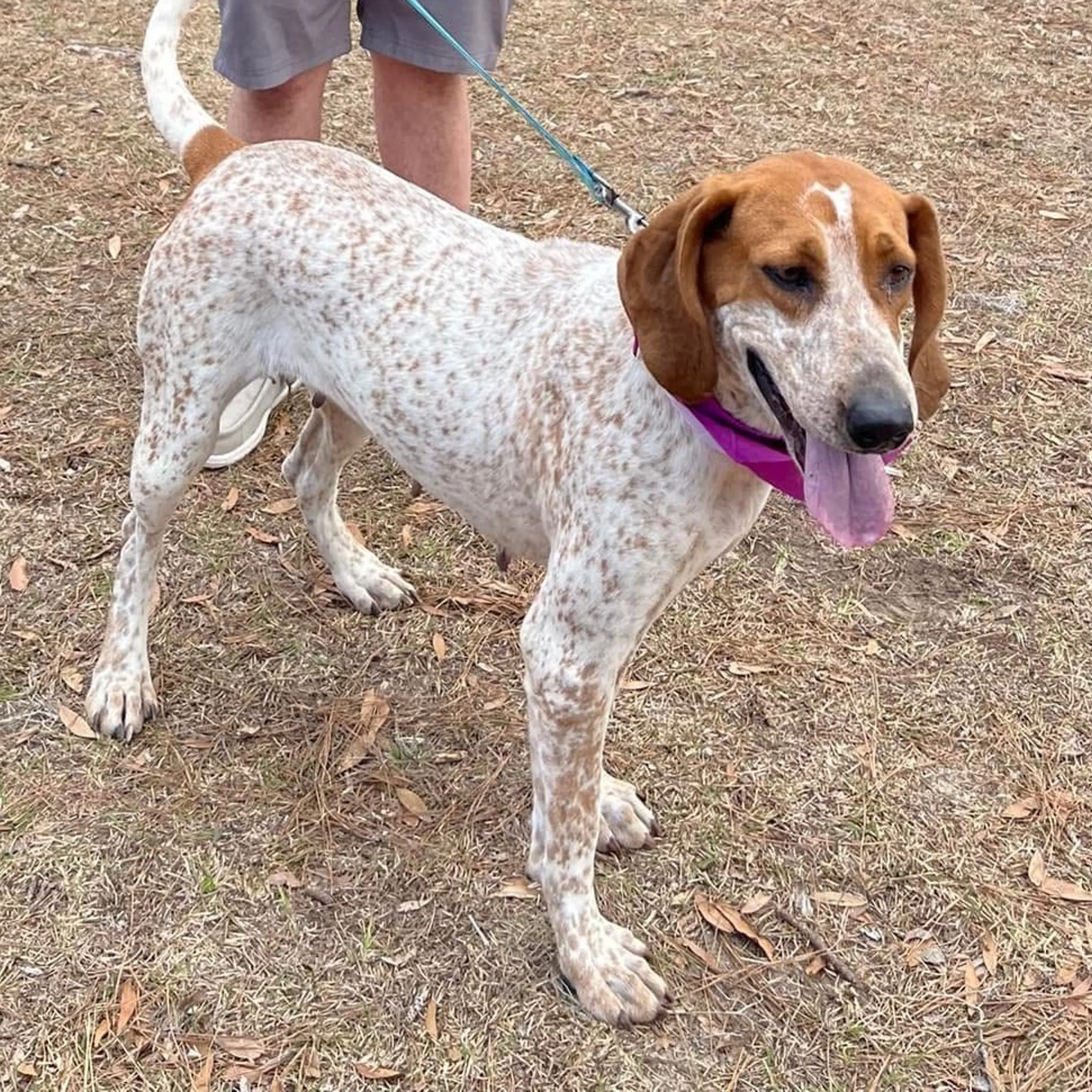 Found pet-8
