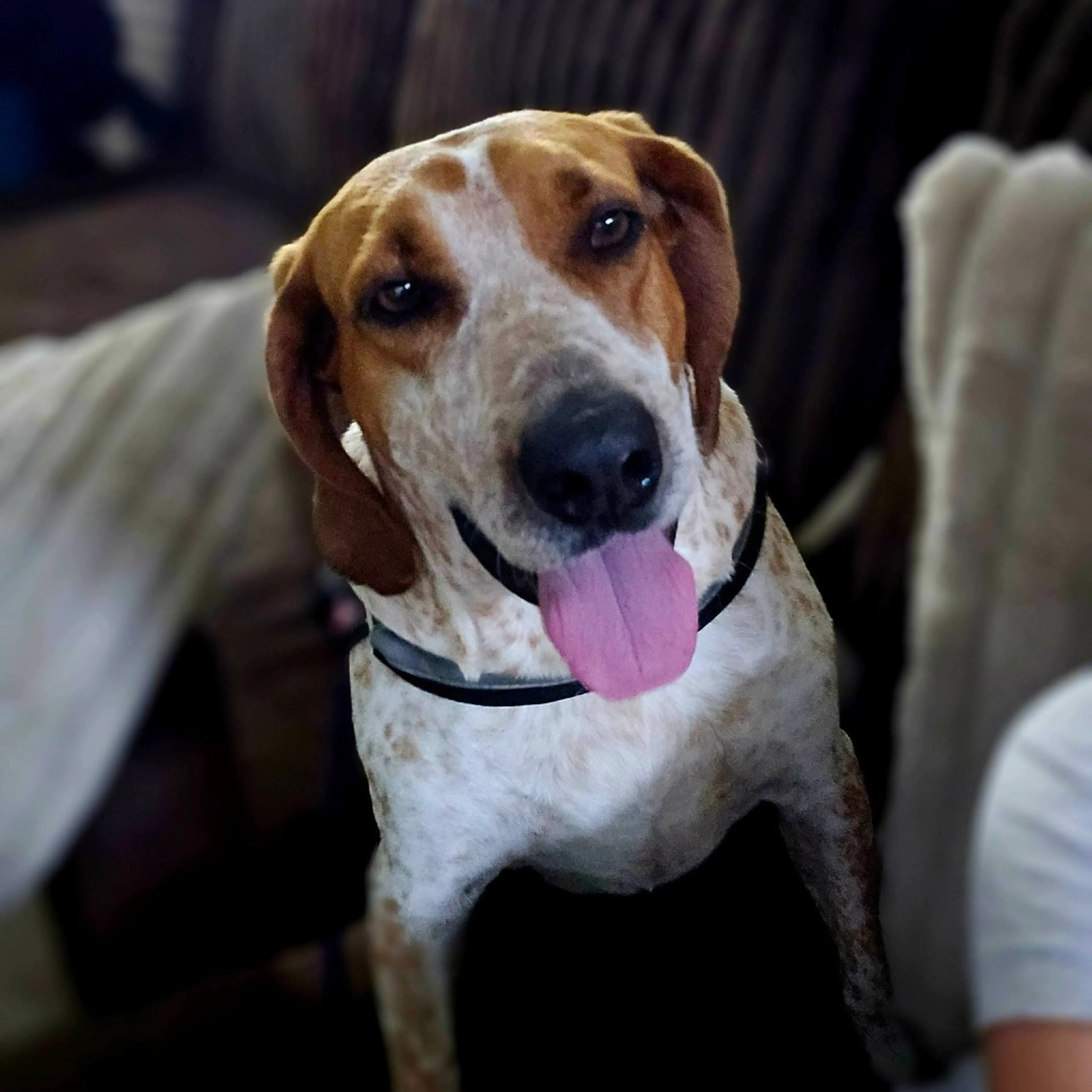 Found pet-29