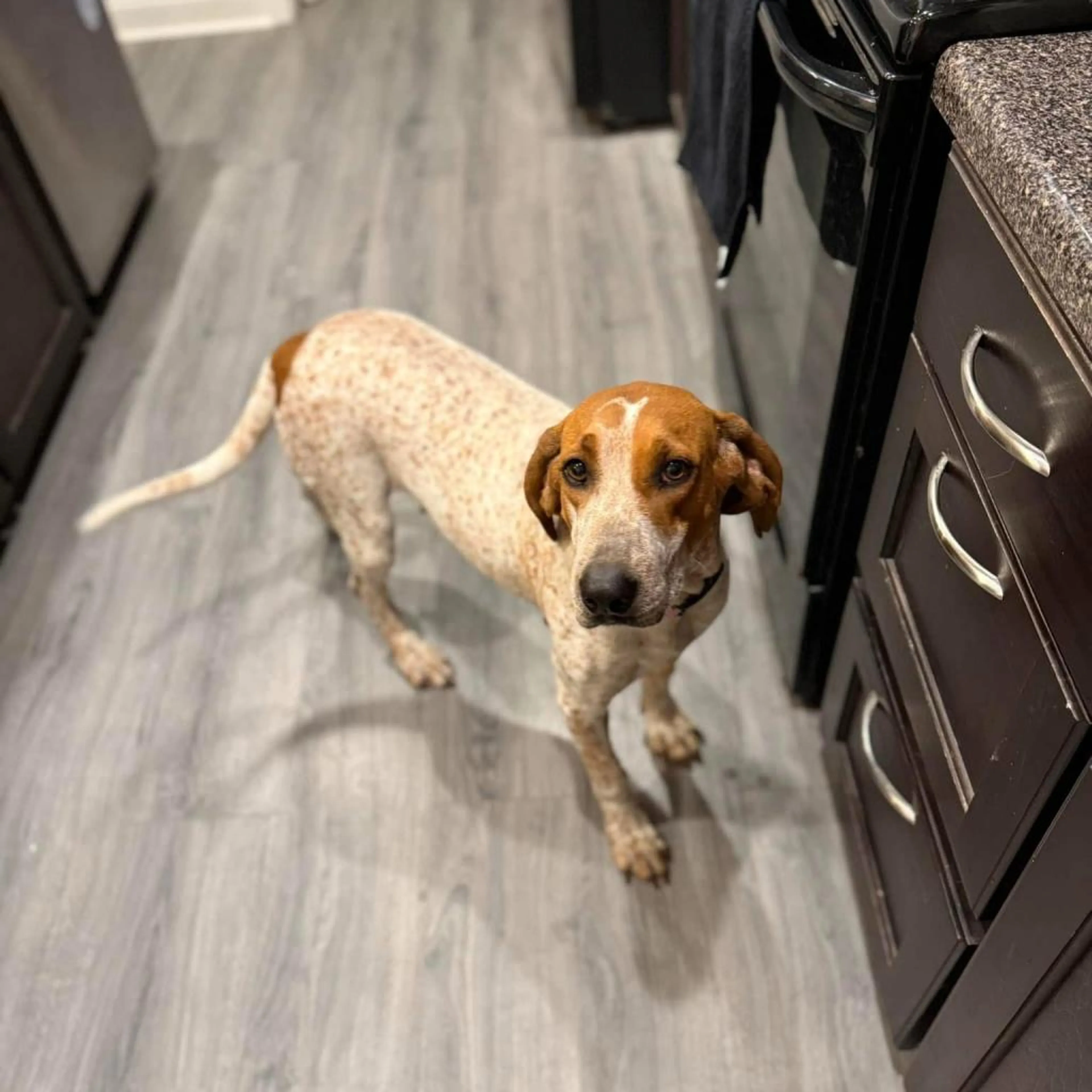 Found pet-2
