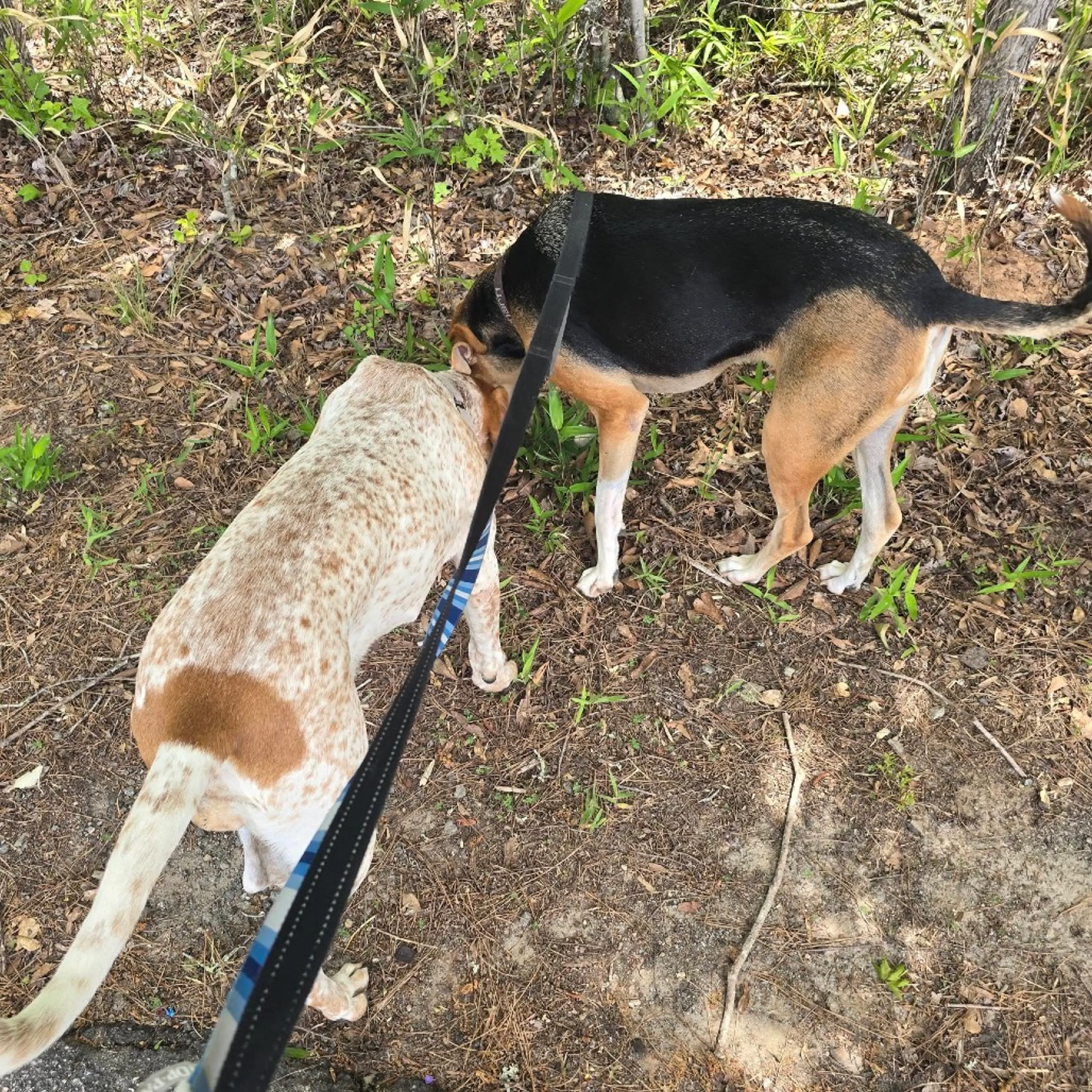 Found pet-11