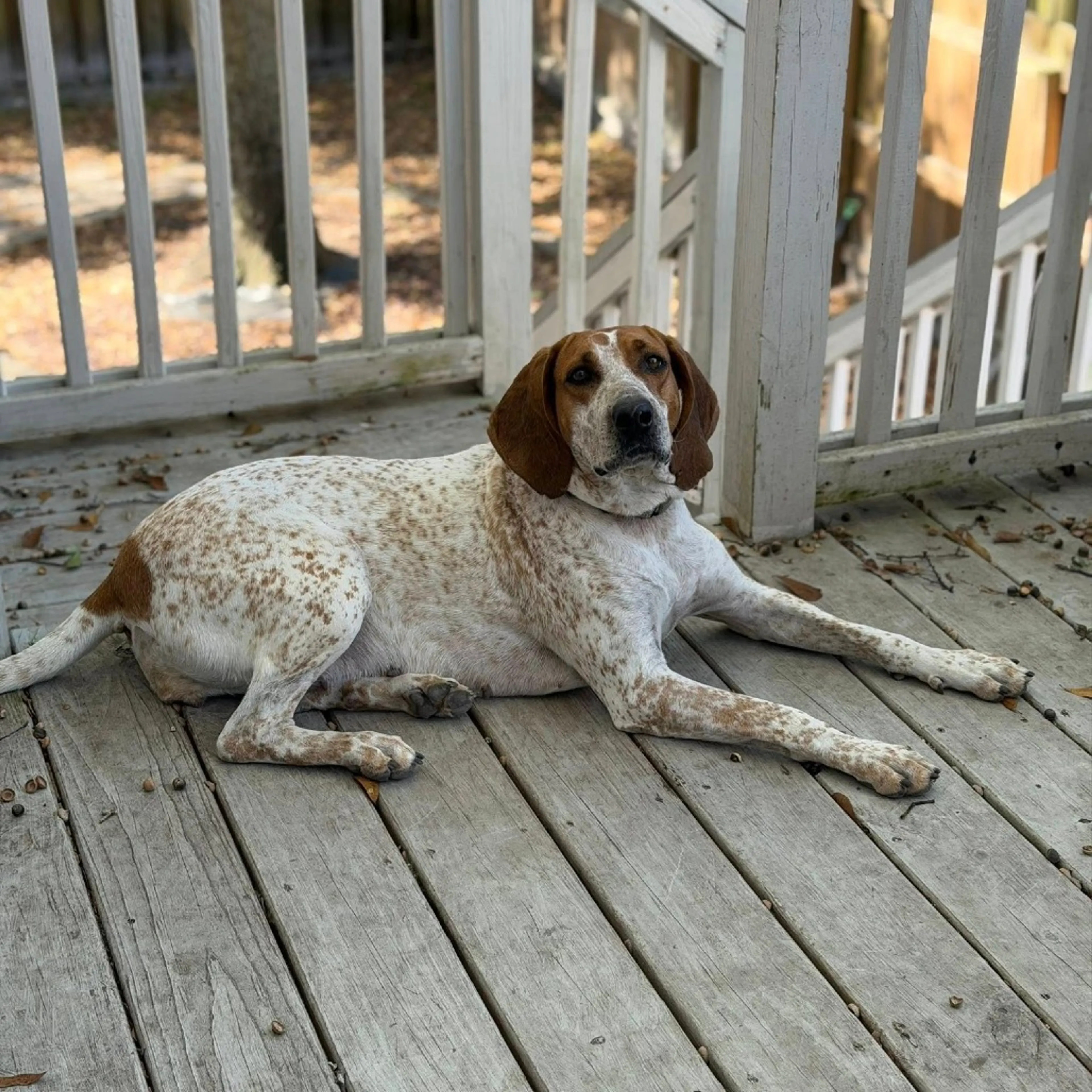 Found pet-22