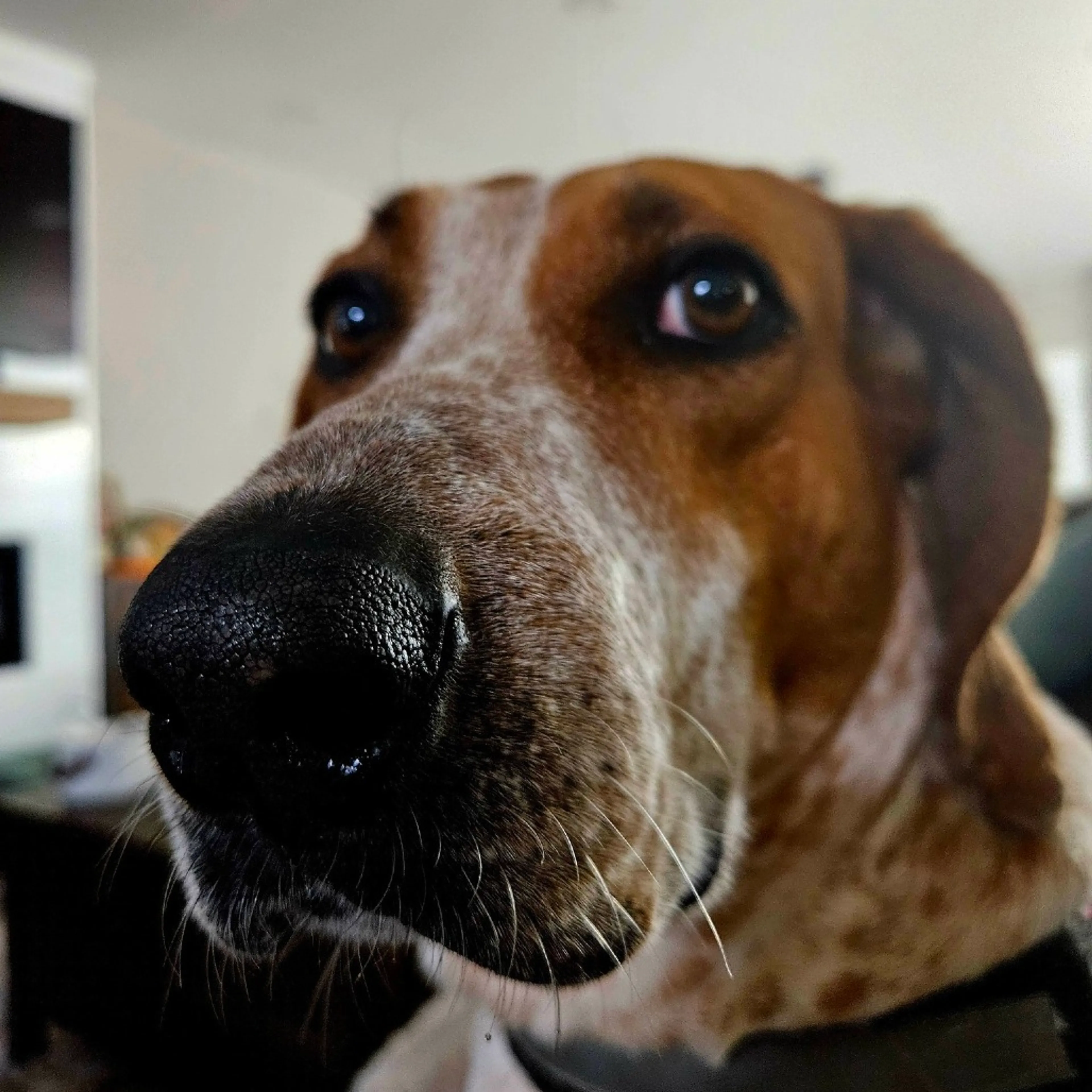 Found pet-26