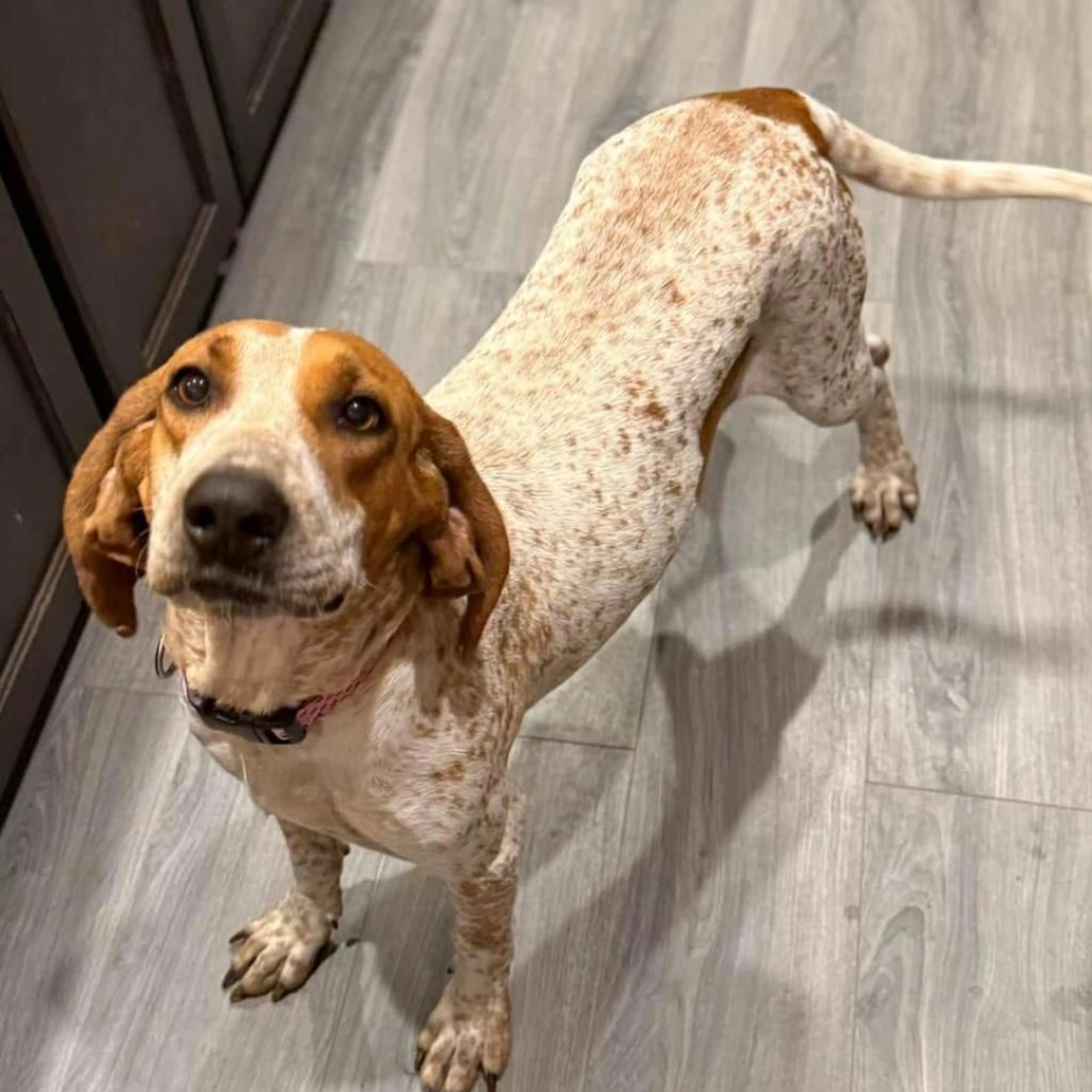 Found pet-1