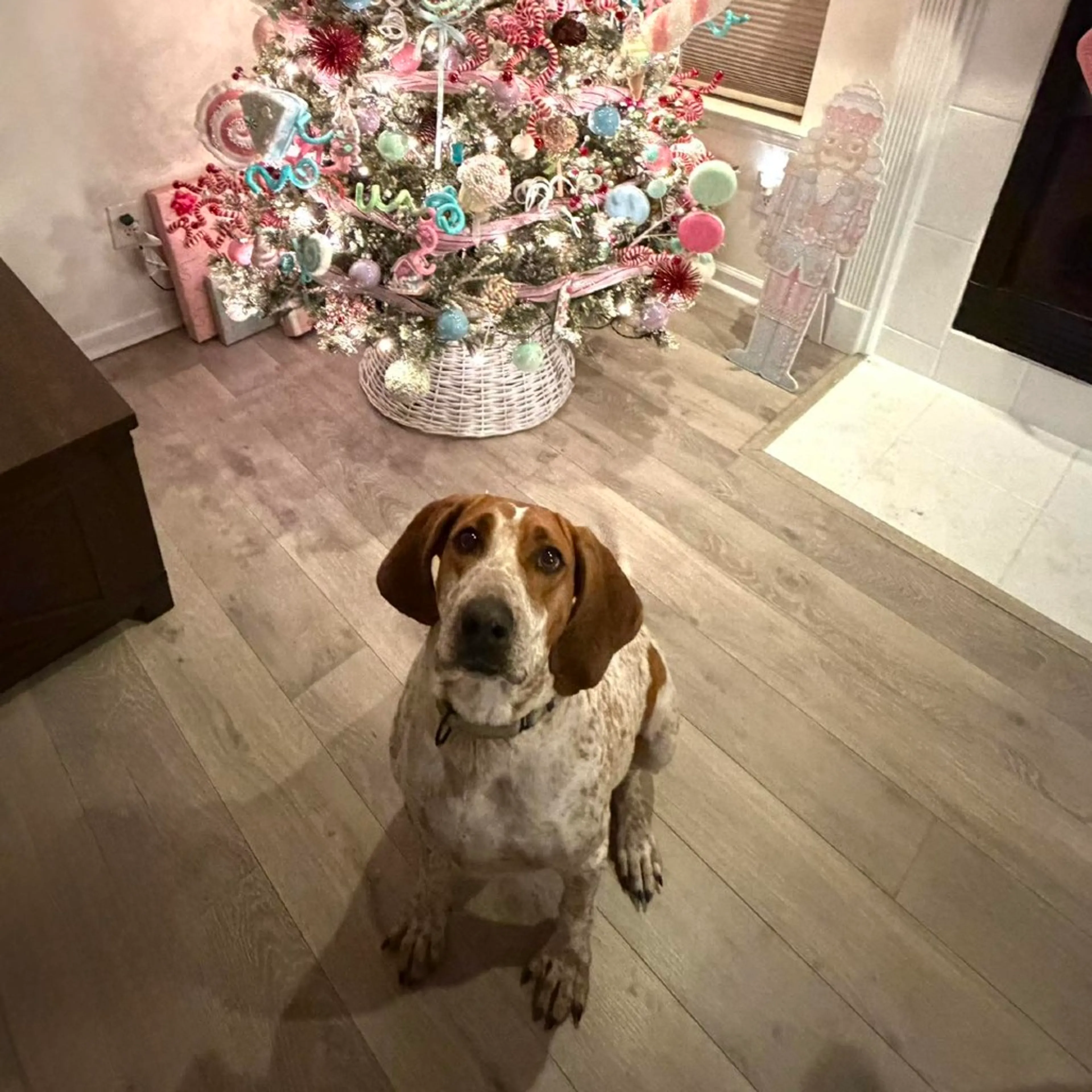 Found pet-20