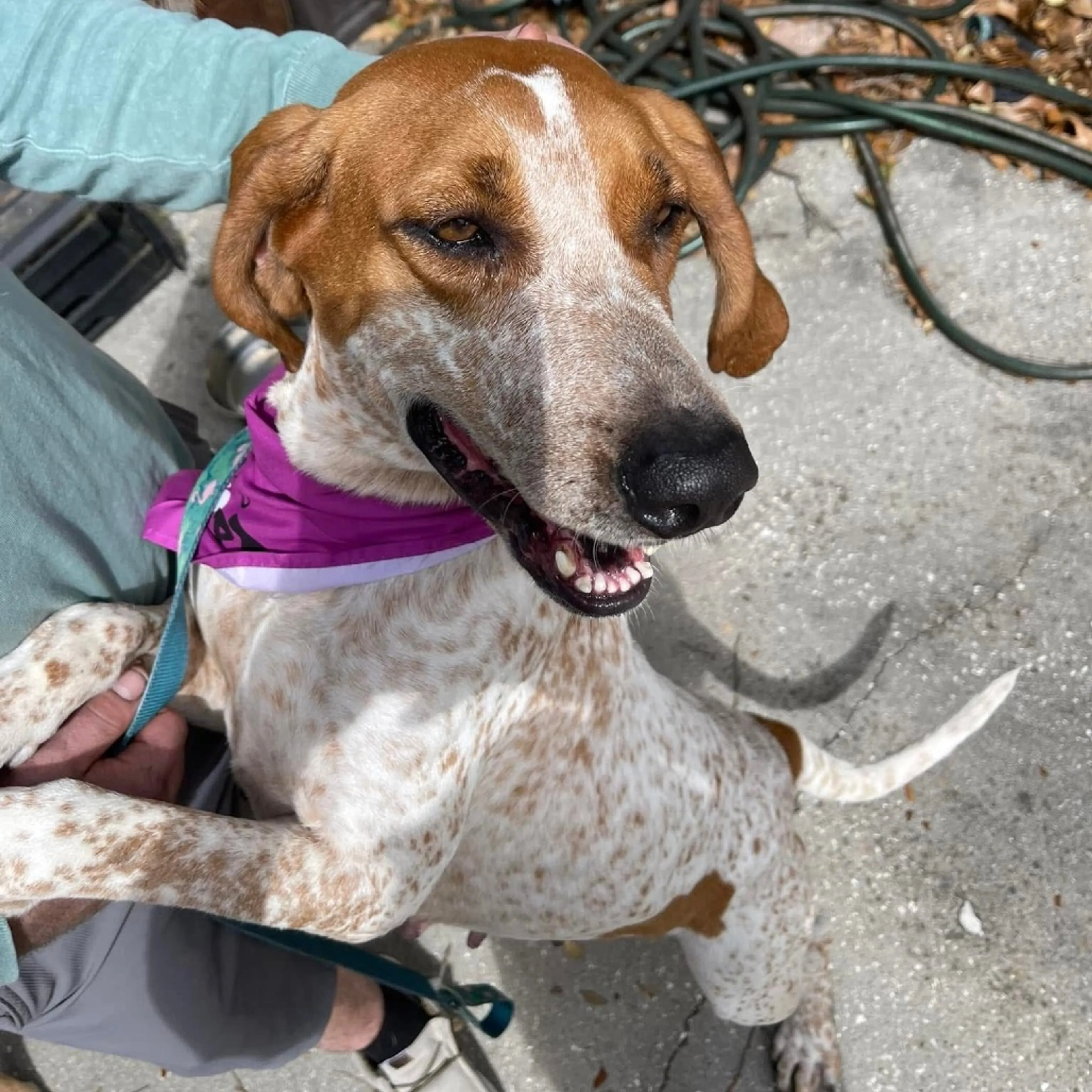 Found pet-5