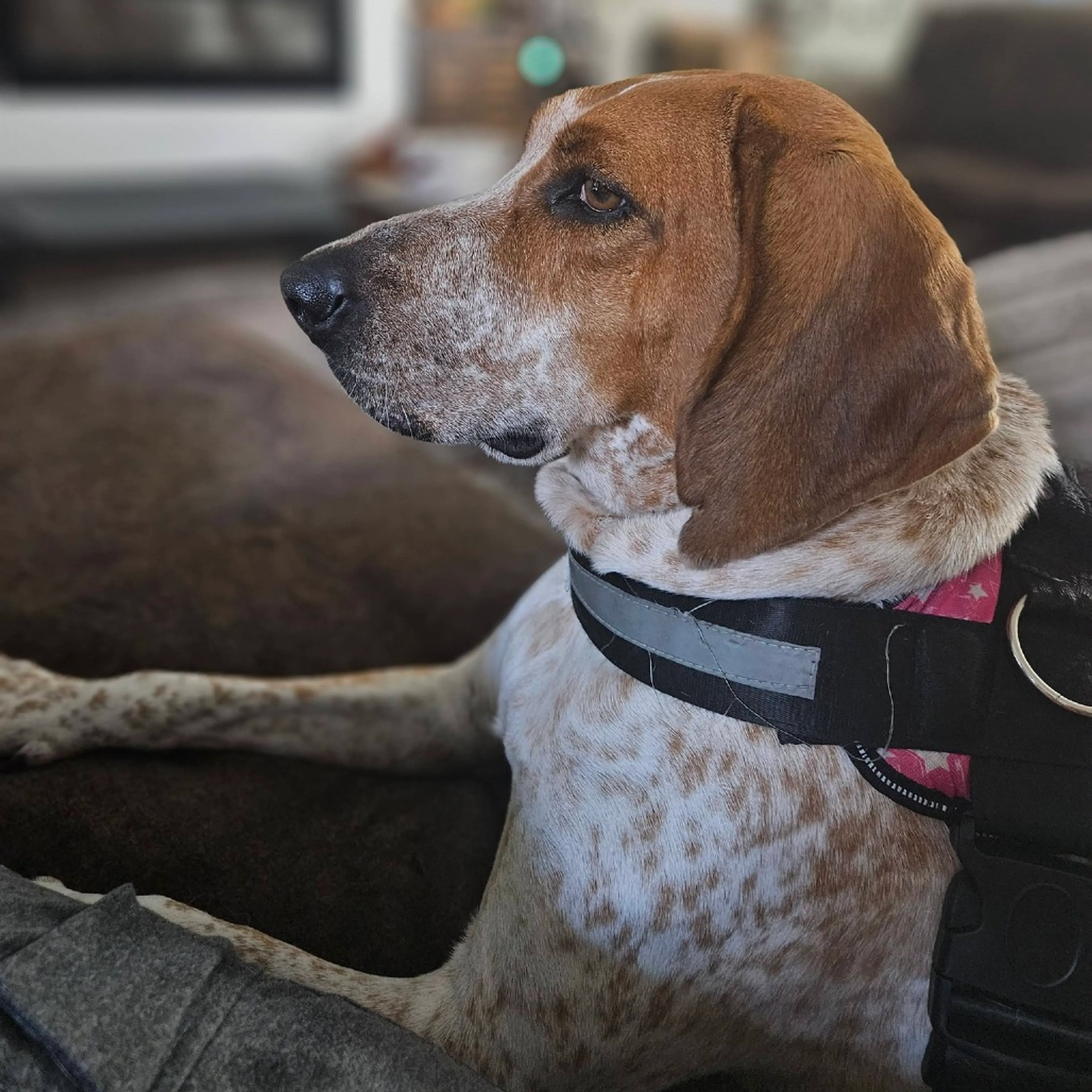 Found pet-28