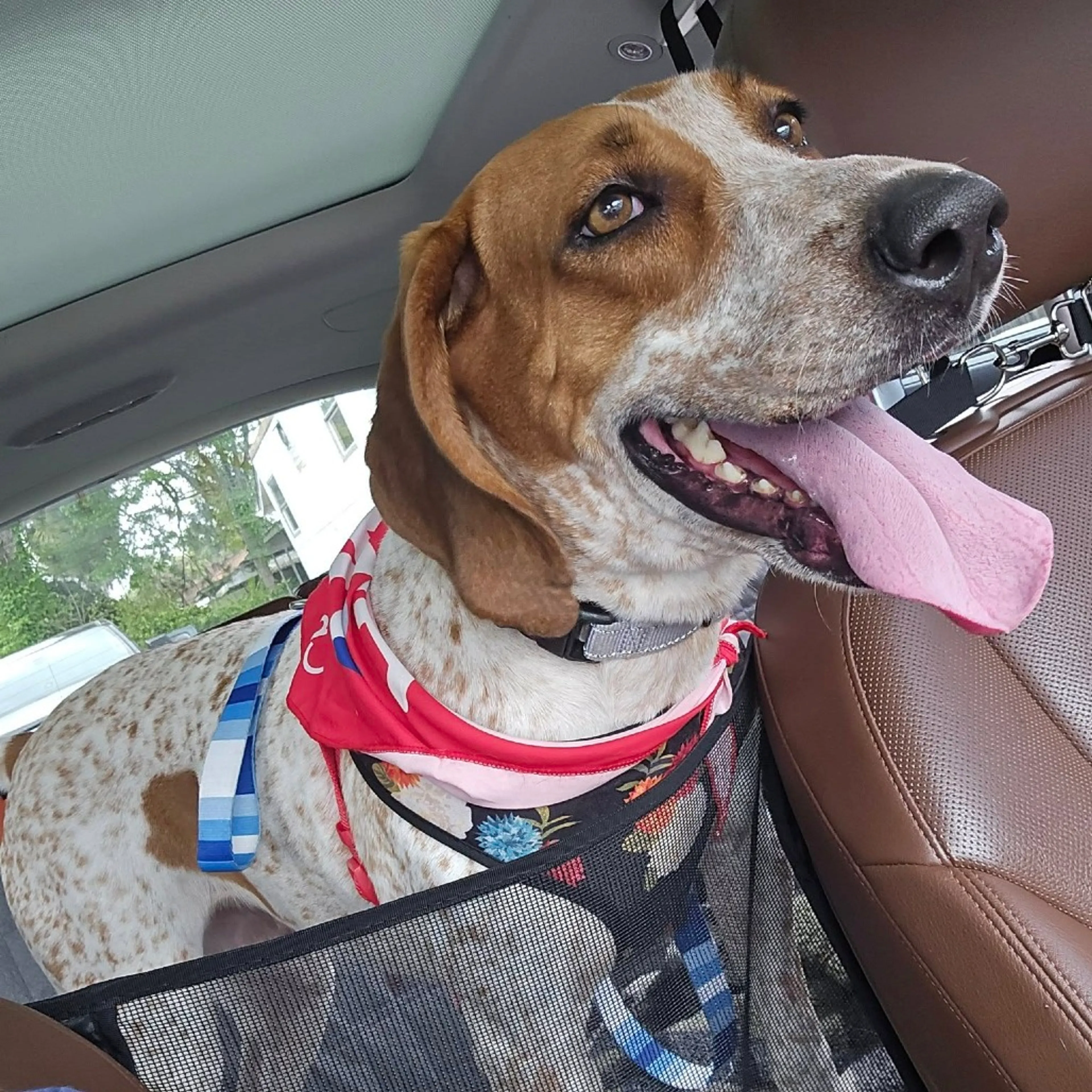 Found pet-10