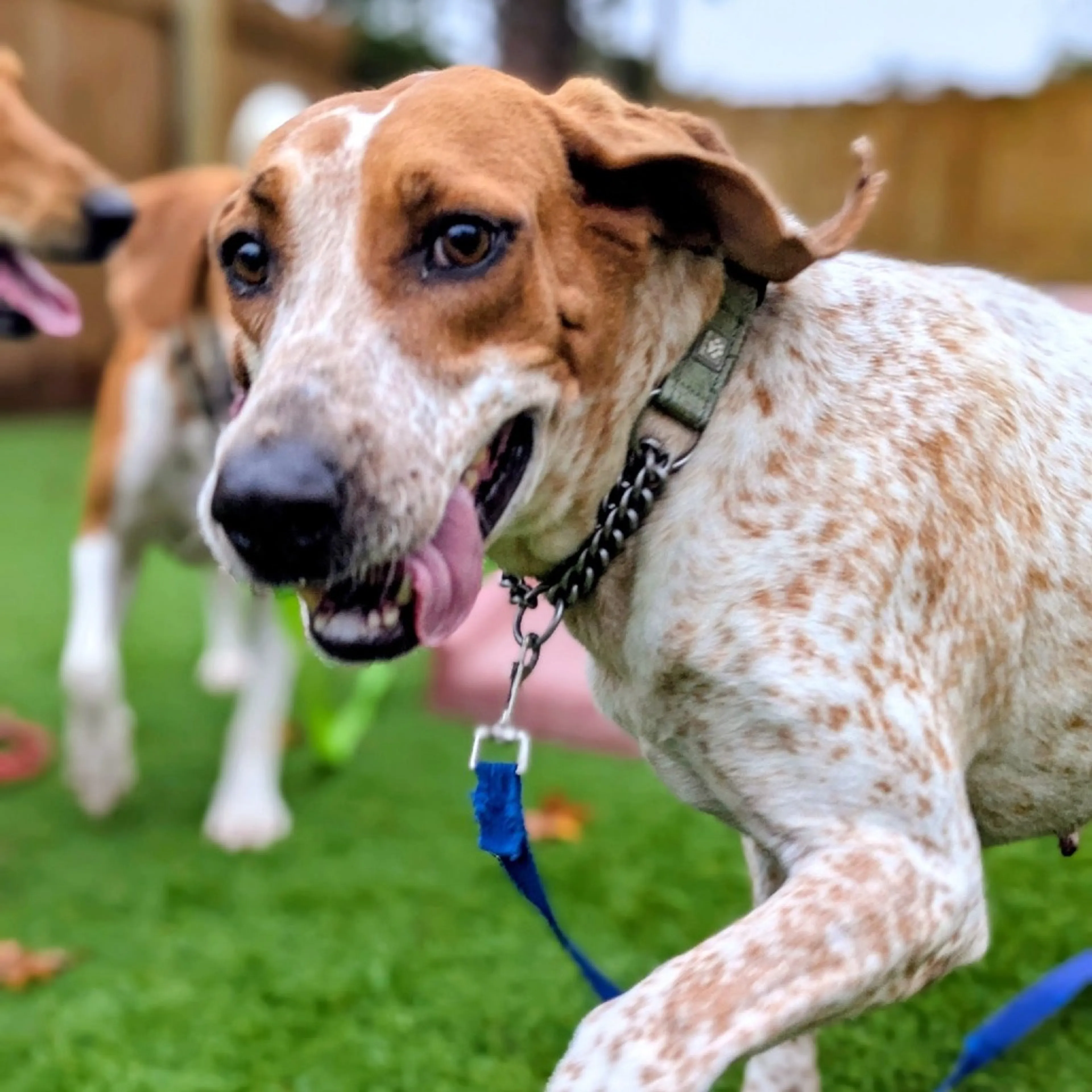 Found pet-19