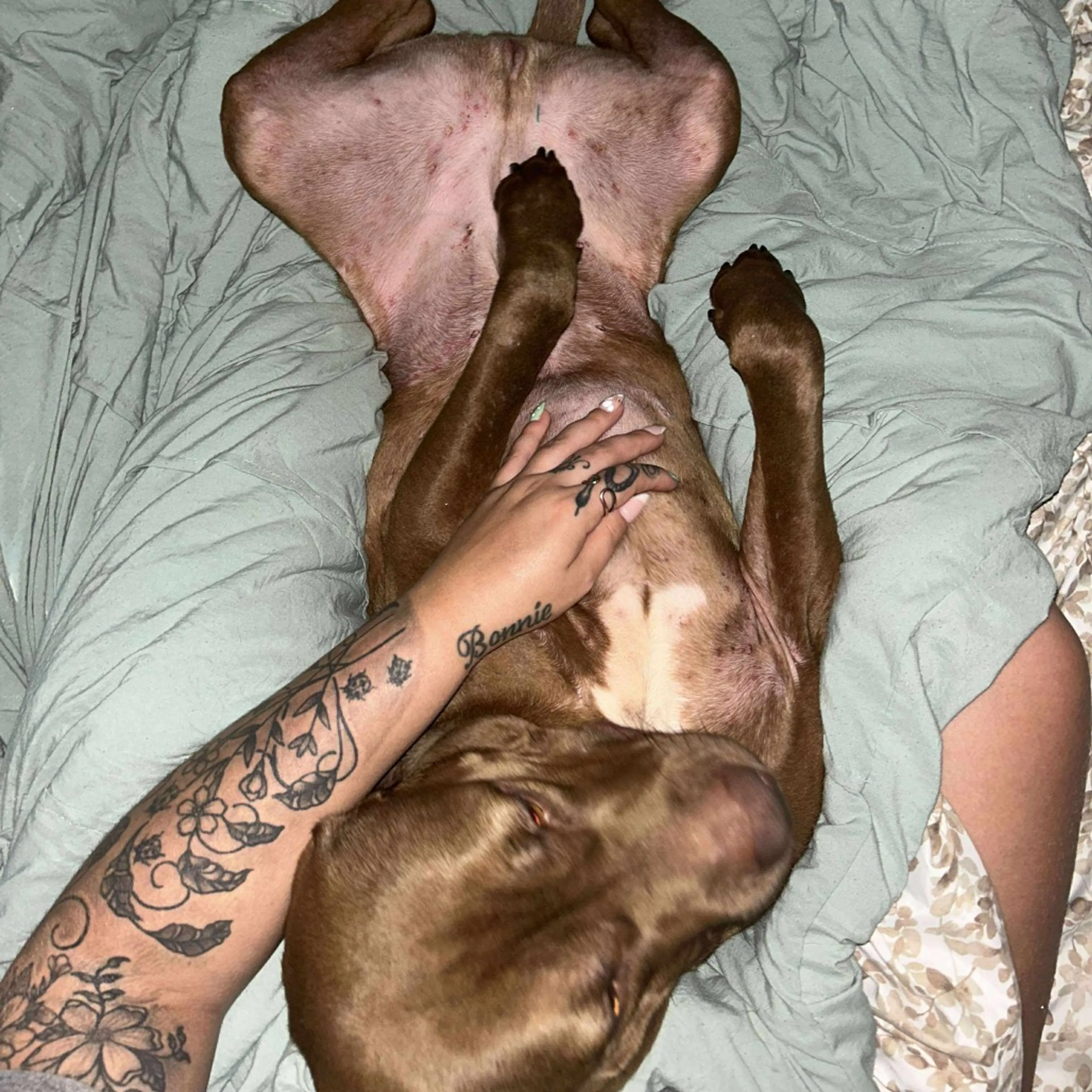 Found pet-1