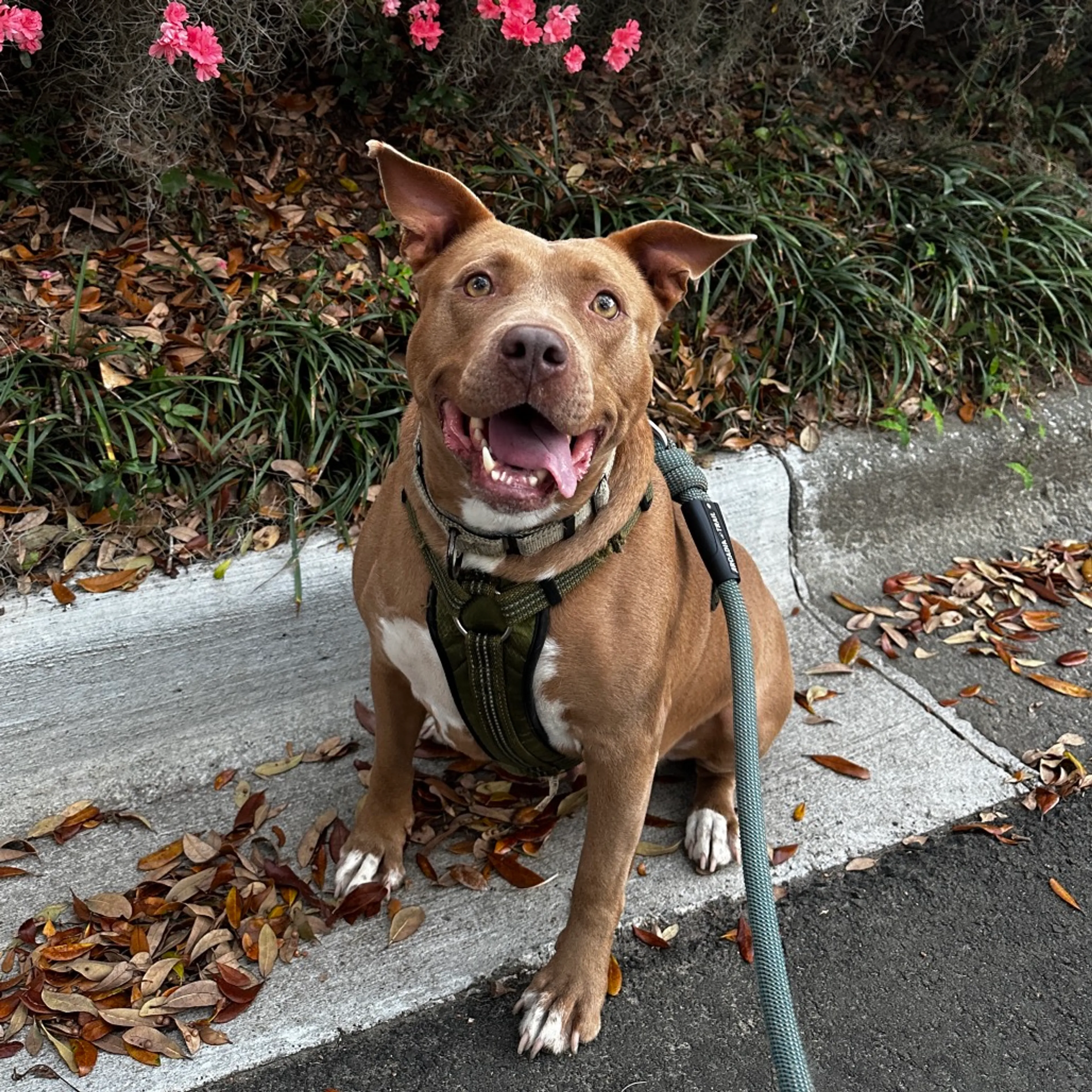 Found pet-20