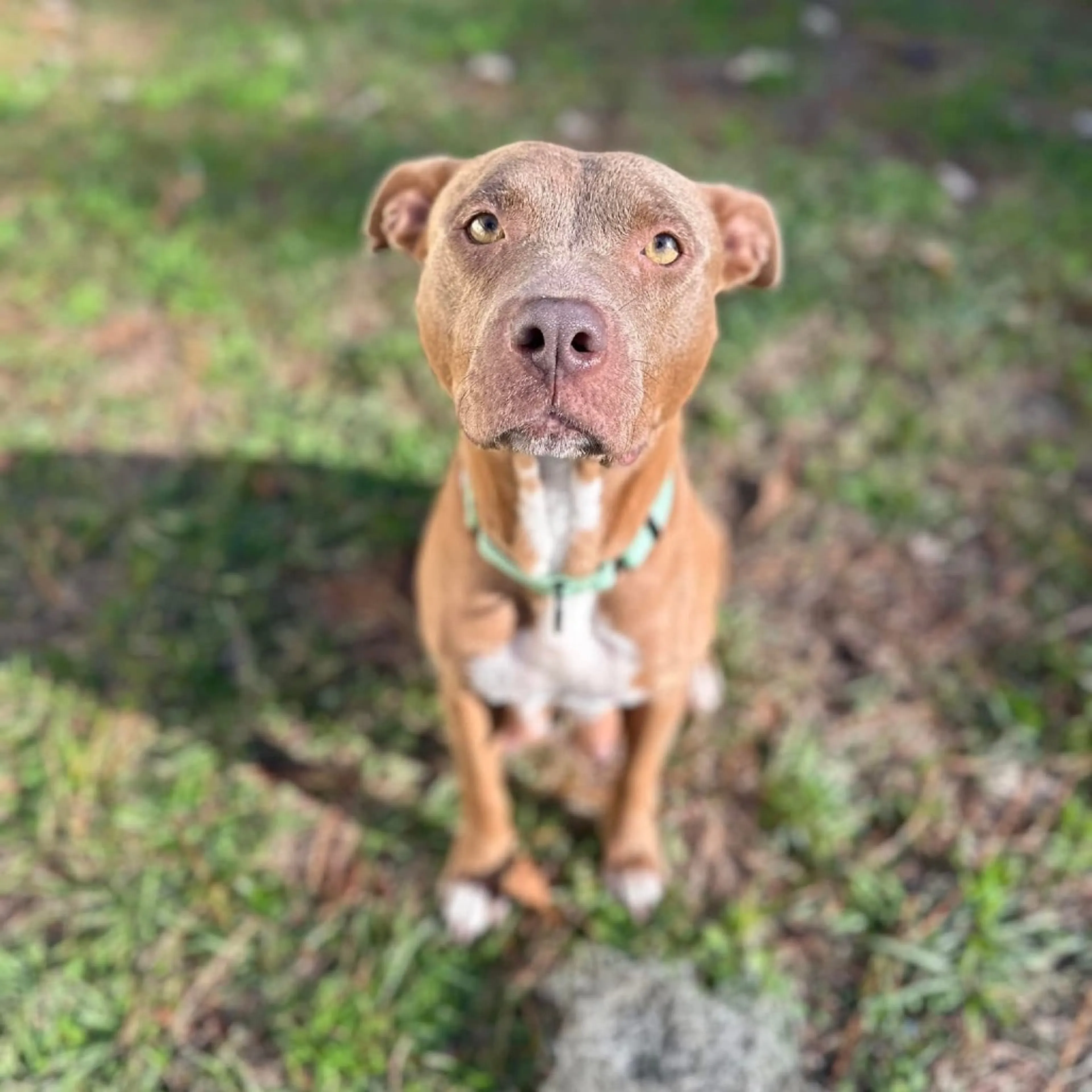 Found pet-5