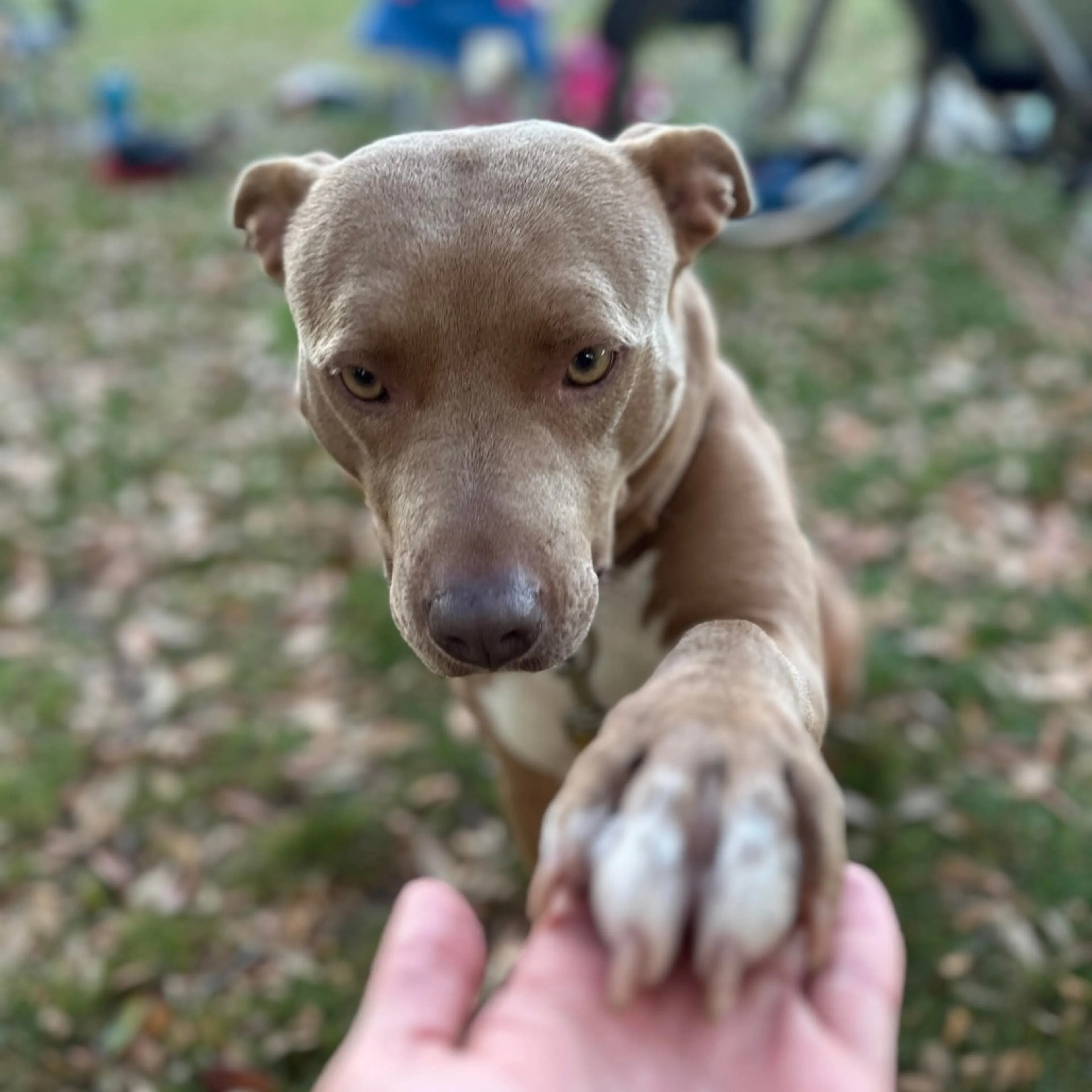 Found pet-7