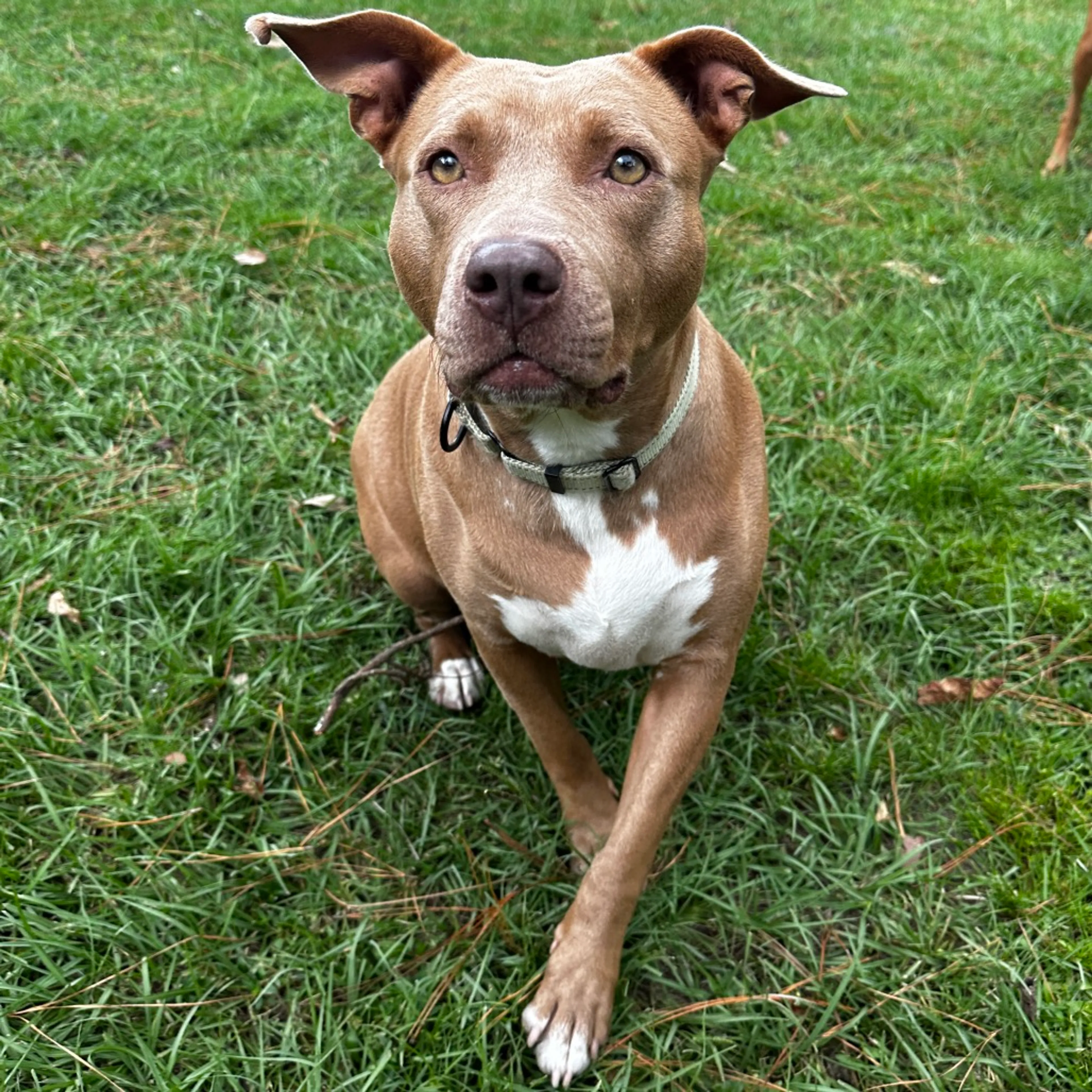 Found pet-17