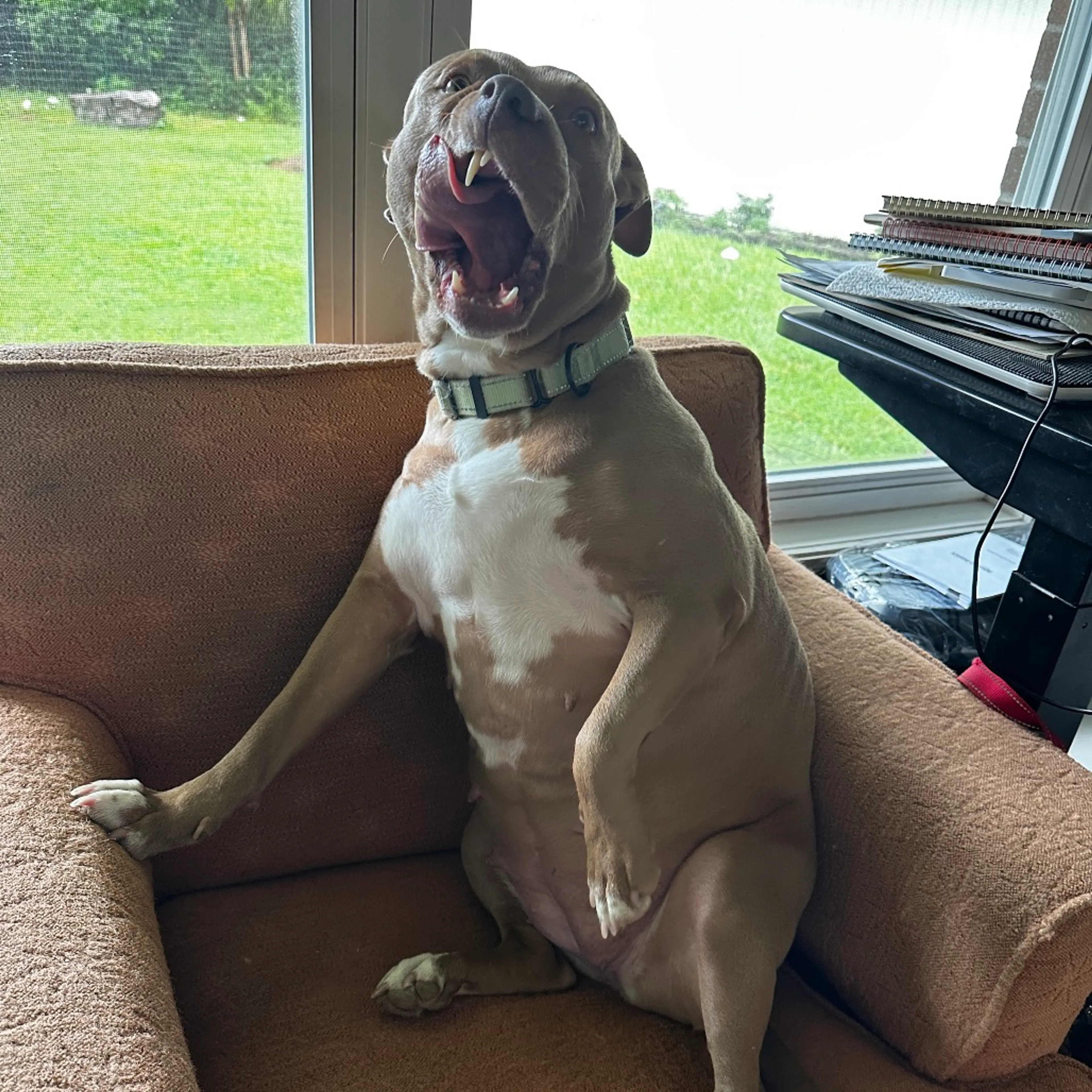 Found pet-9