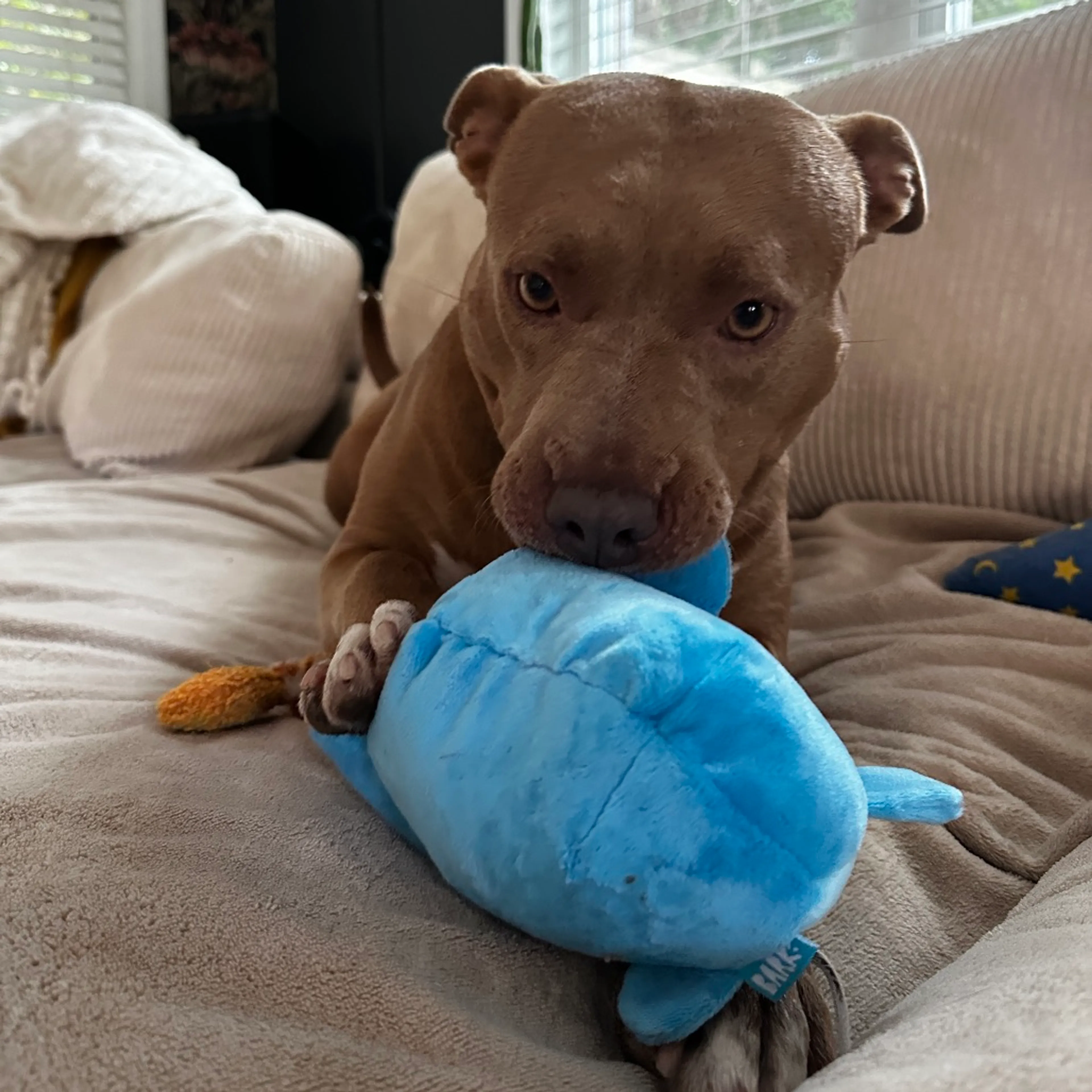 Found pet-19