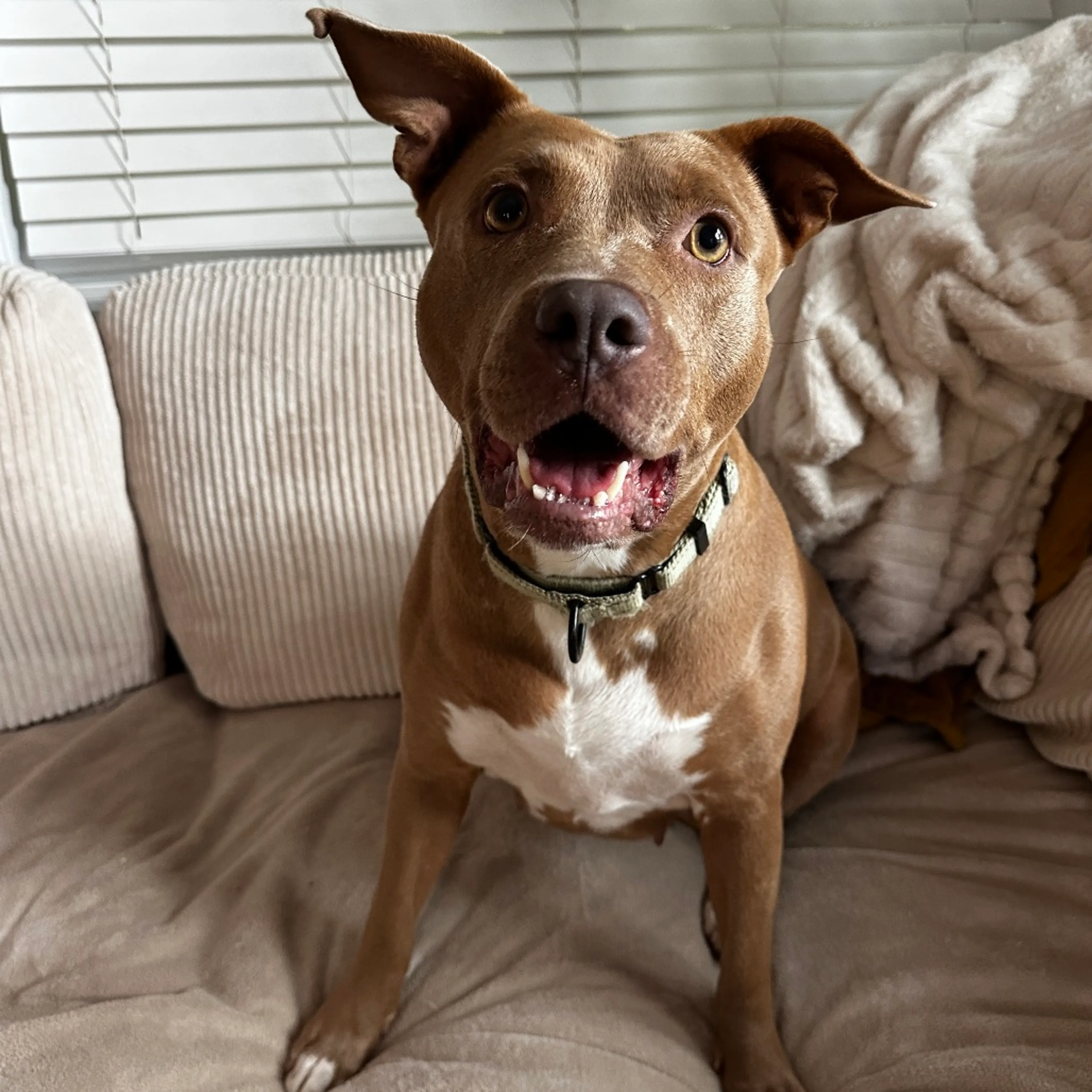 Found pet-18
