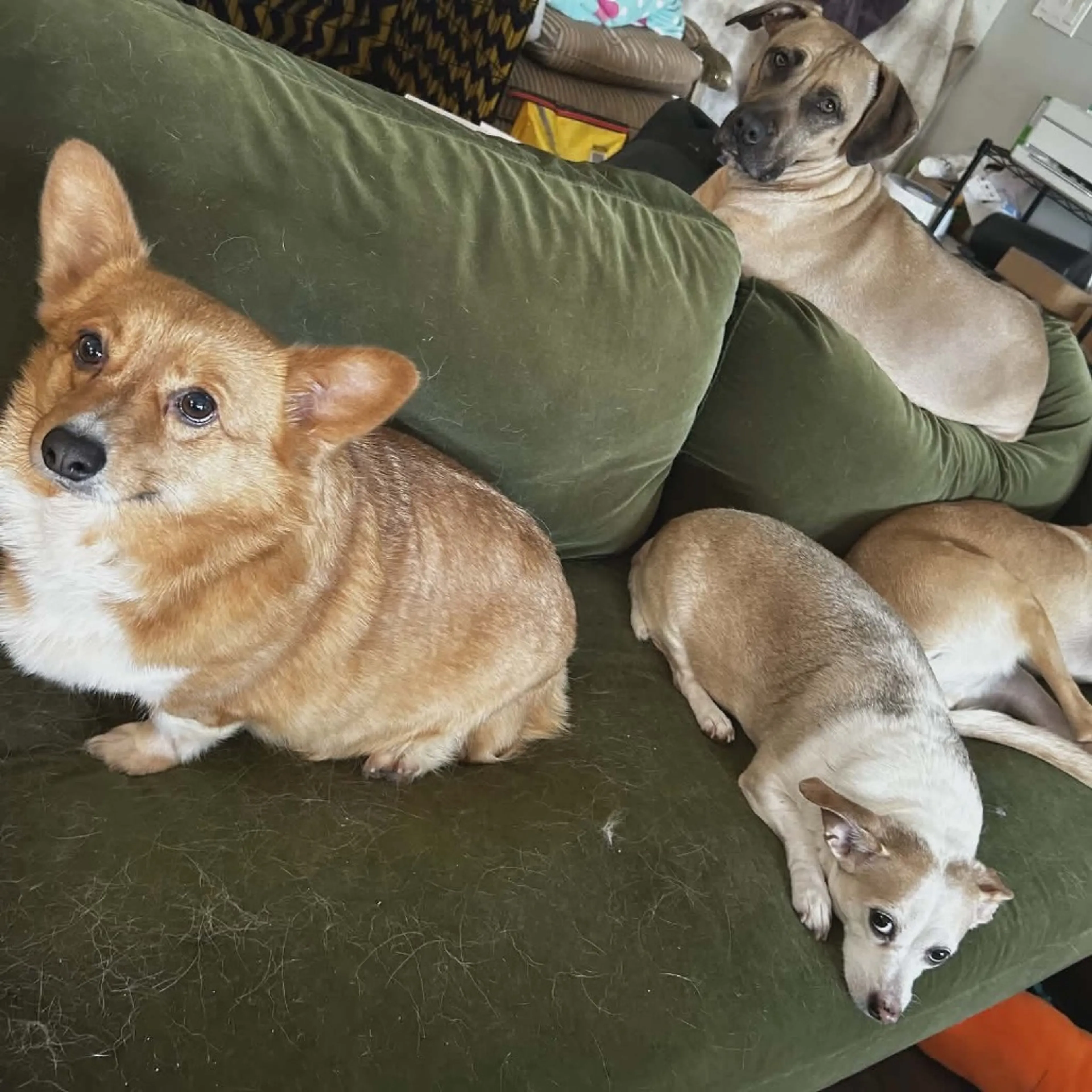 Found pet-5