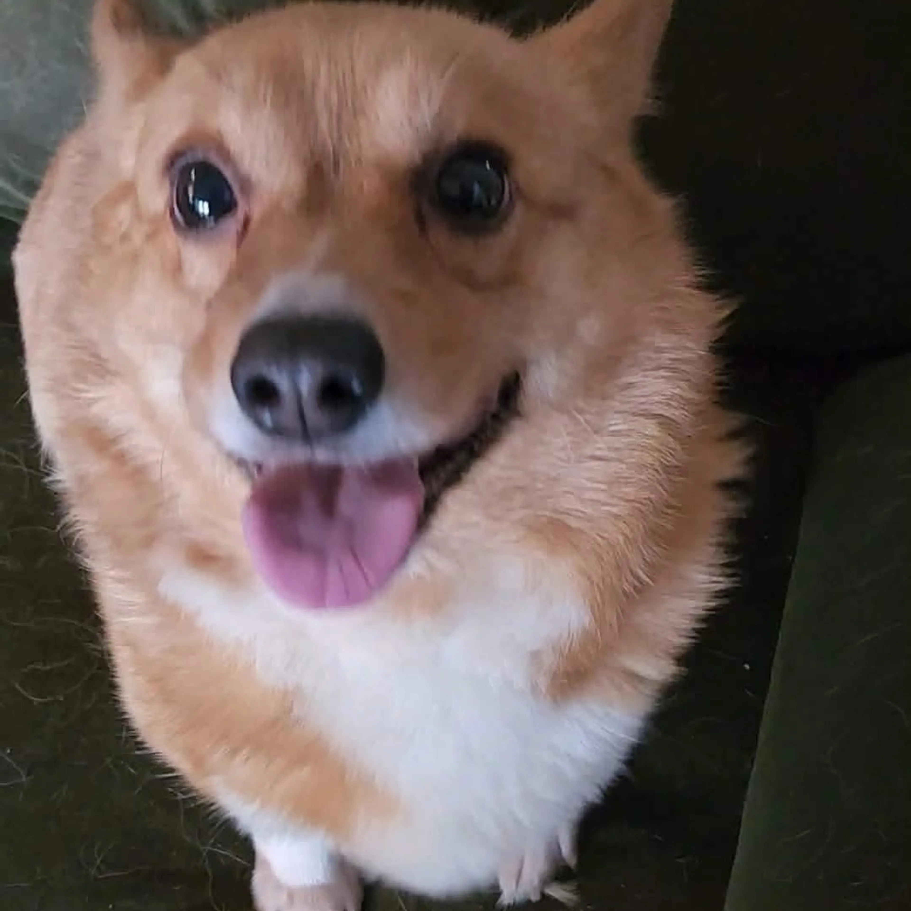 Found pet-3