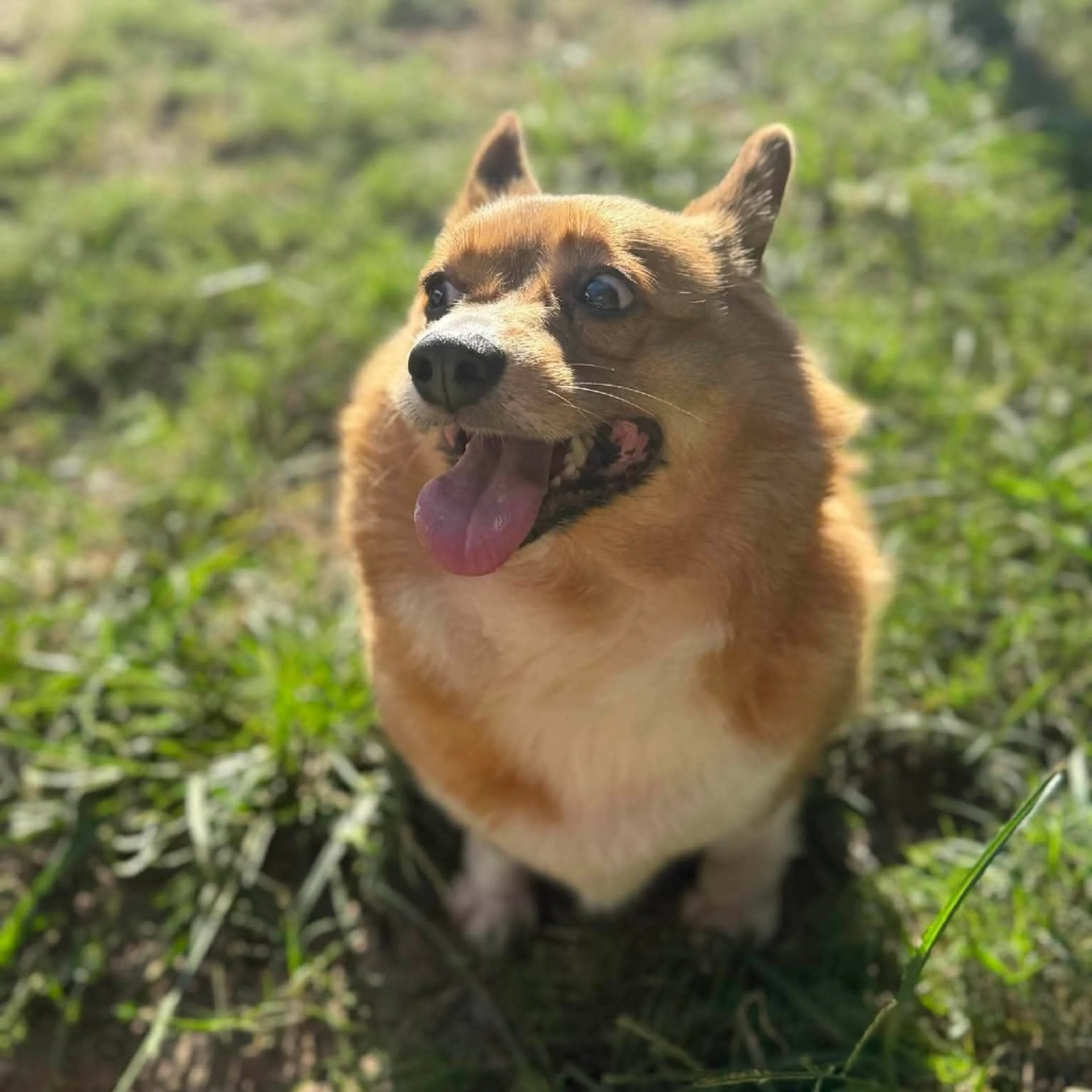 Found pet-4